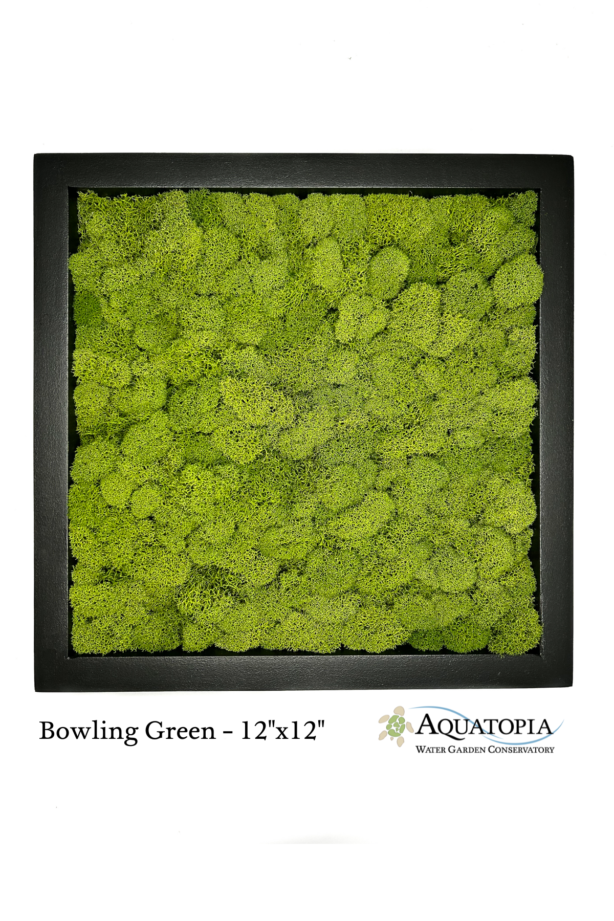 Framed Moss Wall 12" x 12" - Bowling Green