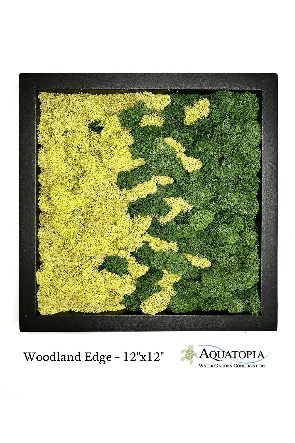 Framed Moss Wall 12" x 12" - Woodland Edge