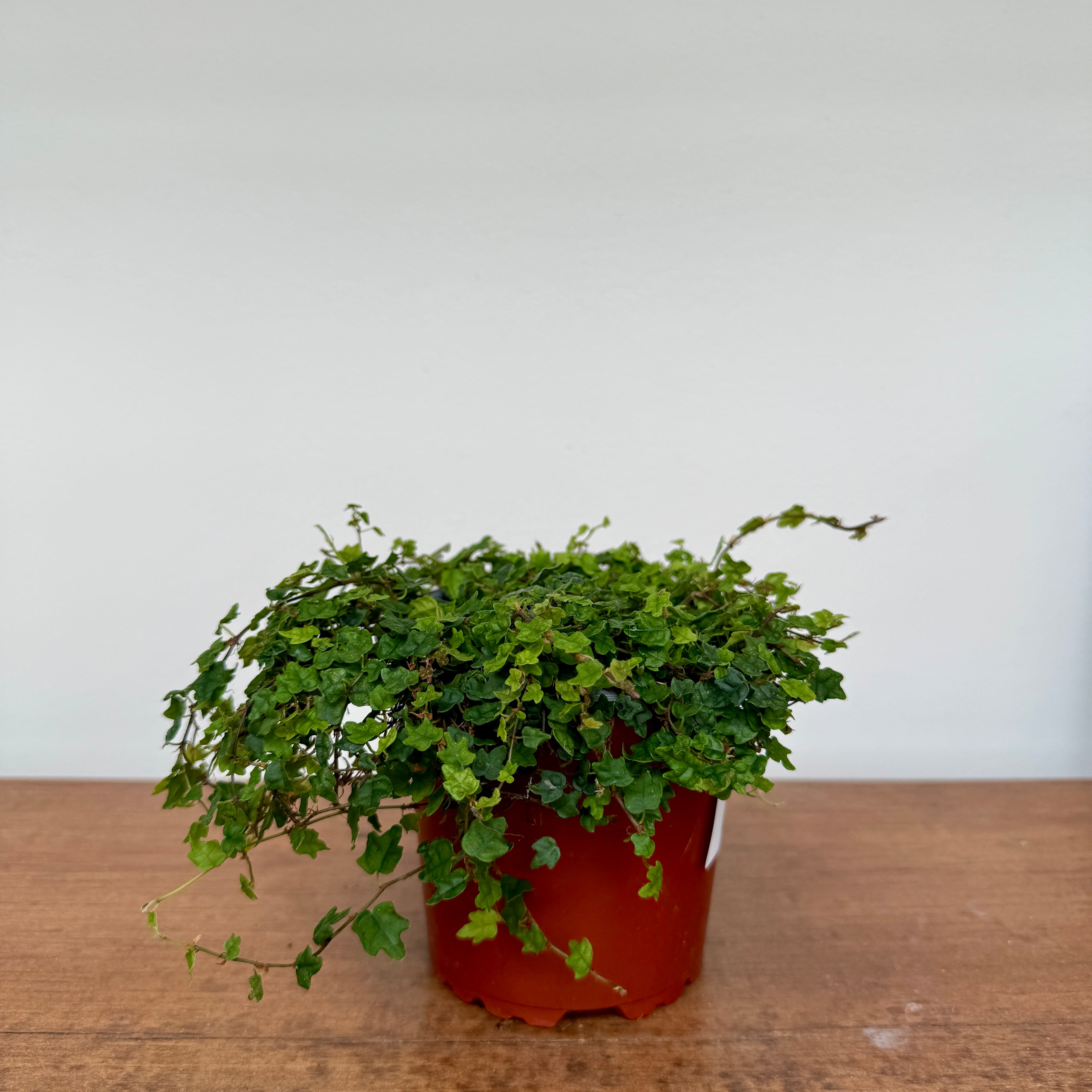 String of Frogs (Ficus pumila 'Quercifolia') - 4" Pot
