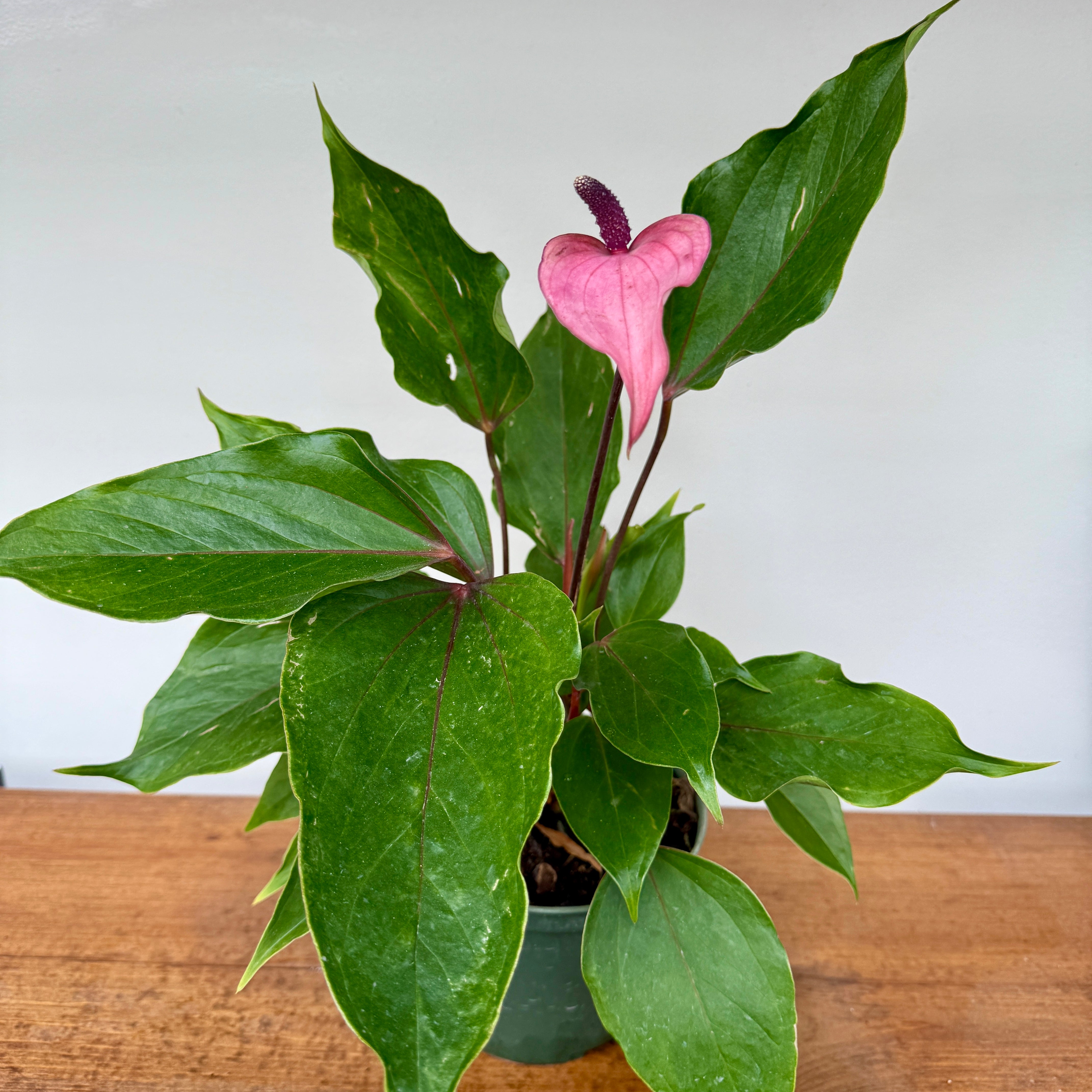 Anthurium 'Miss June Purple' (Anthurium andreanum 'Miss June Purple') - 6" Pot