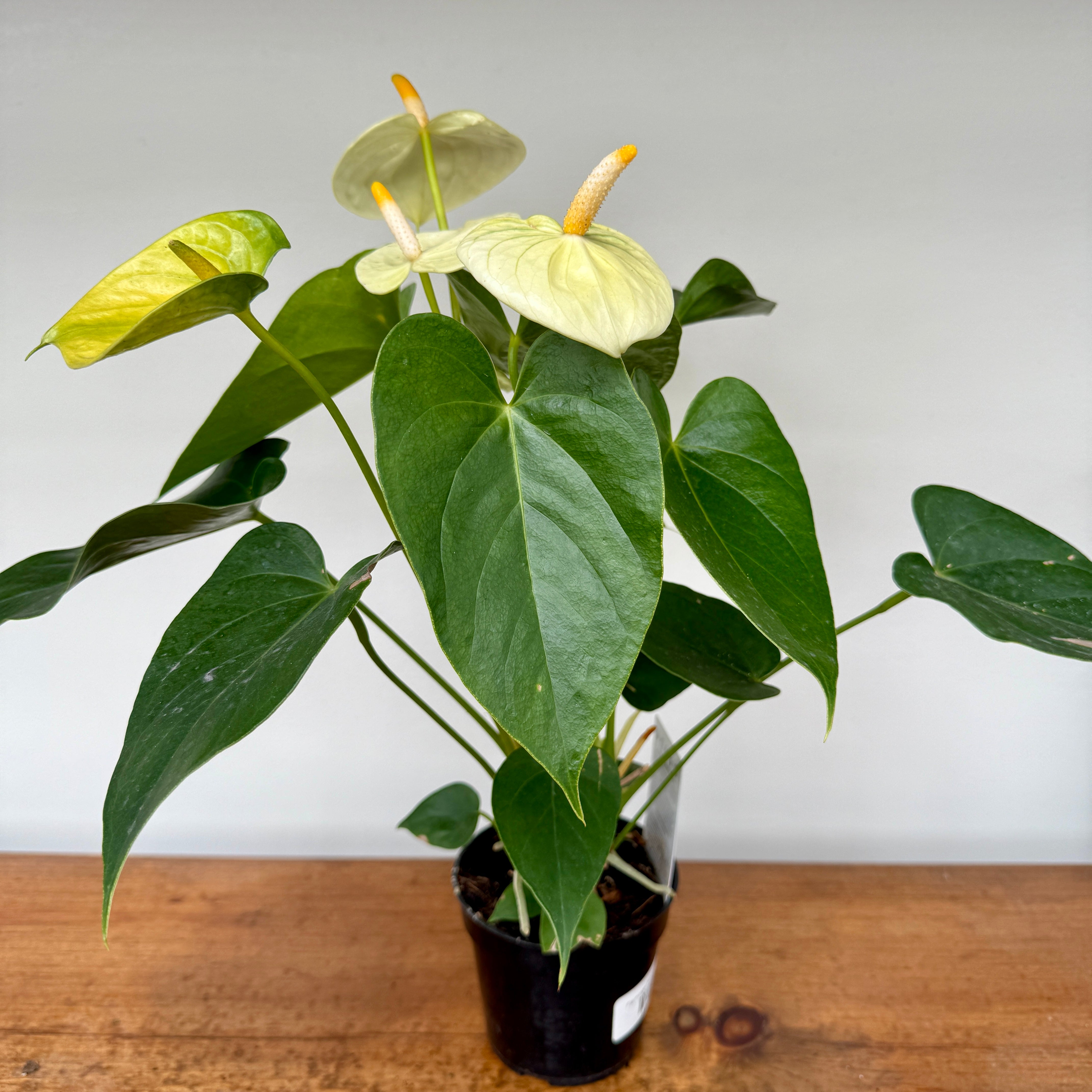 Anthurium - Assorted (Anthurium andreanum - Assorted) - 4" Pot