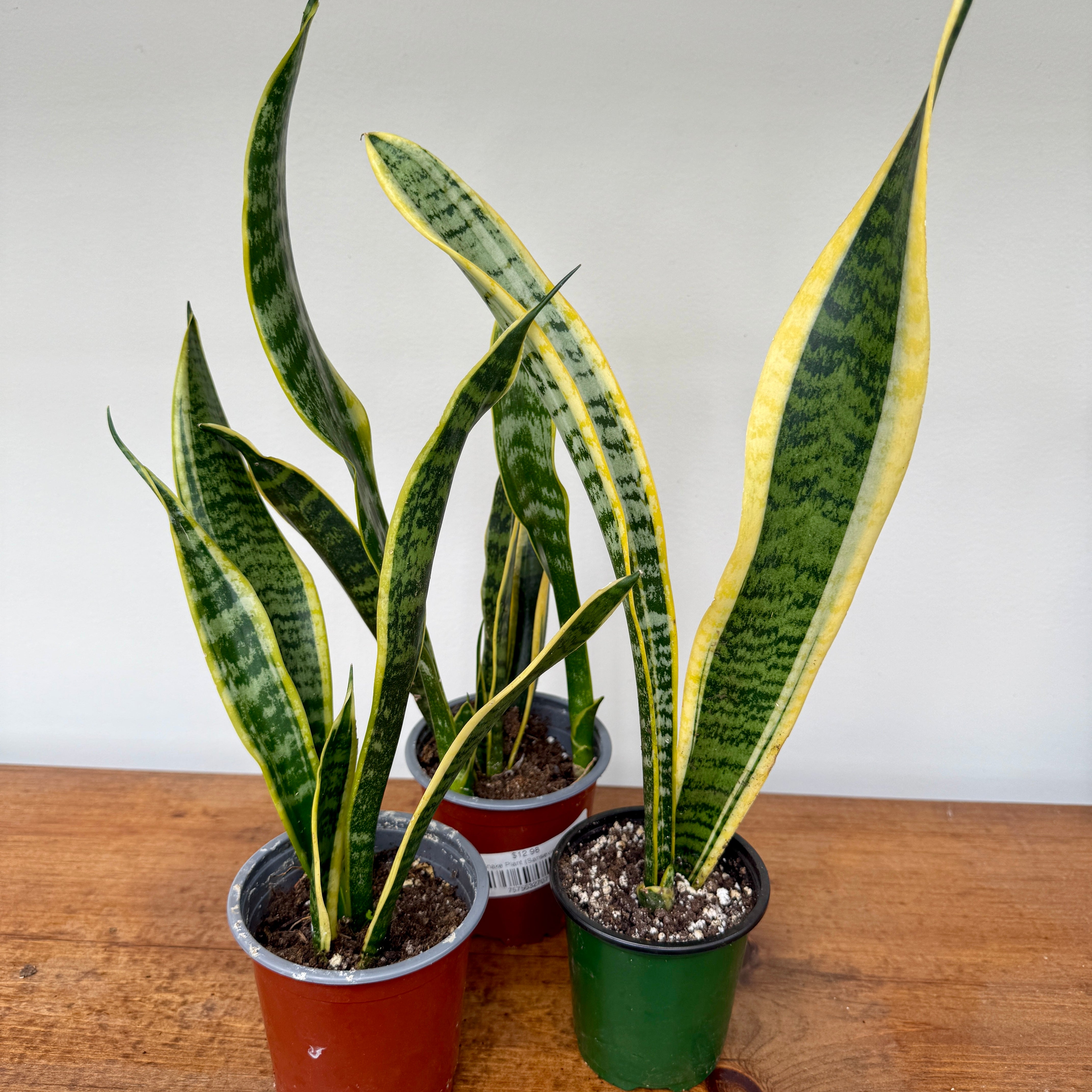 Snake Plant - Assorted (Dracaeana sp. - Assorted) - 4" Pot