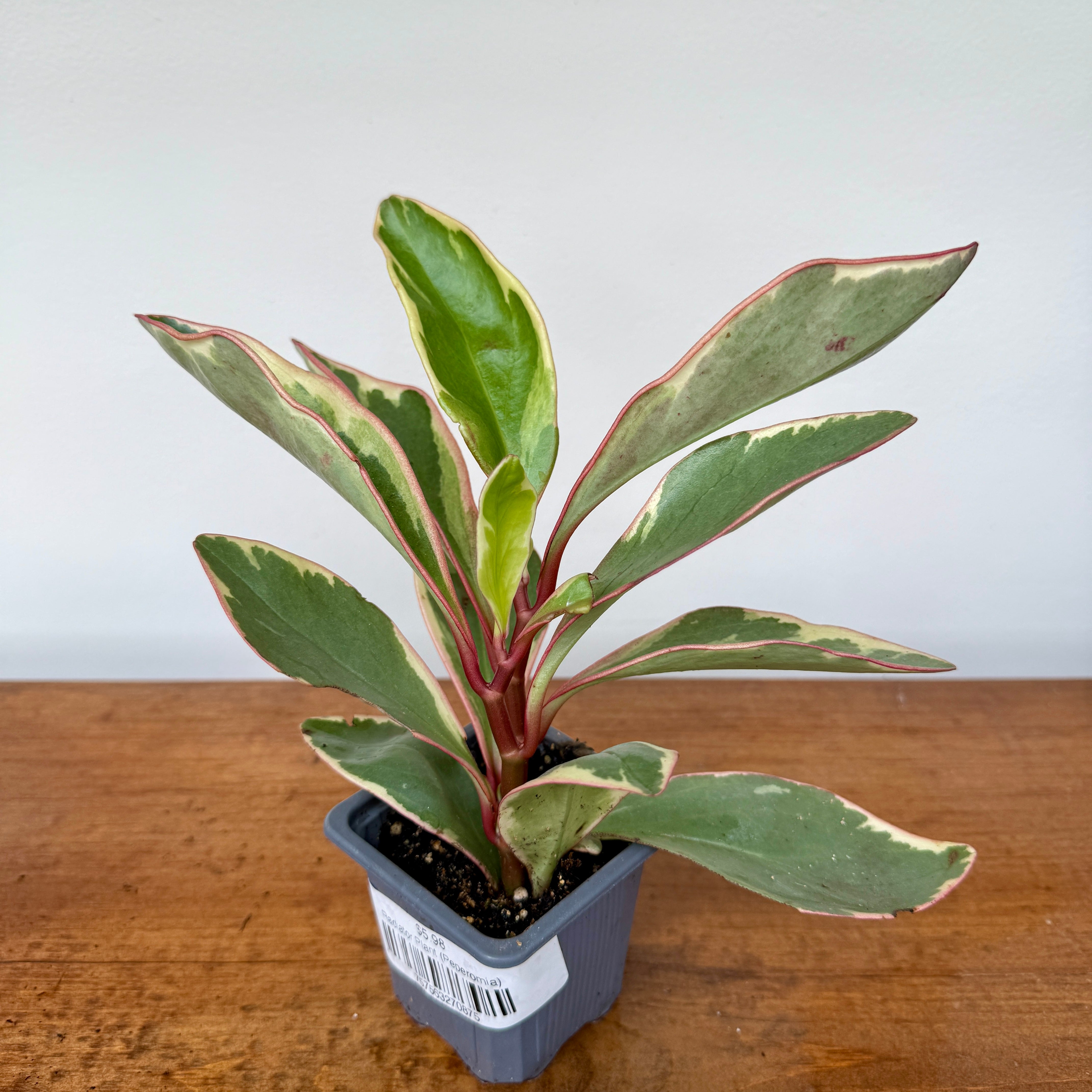 Radiator Plant (Peperomia sp.) - 3" Pot