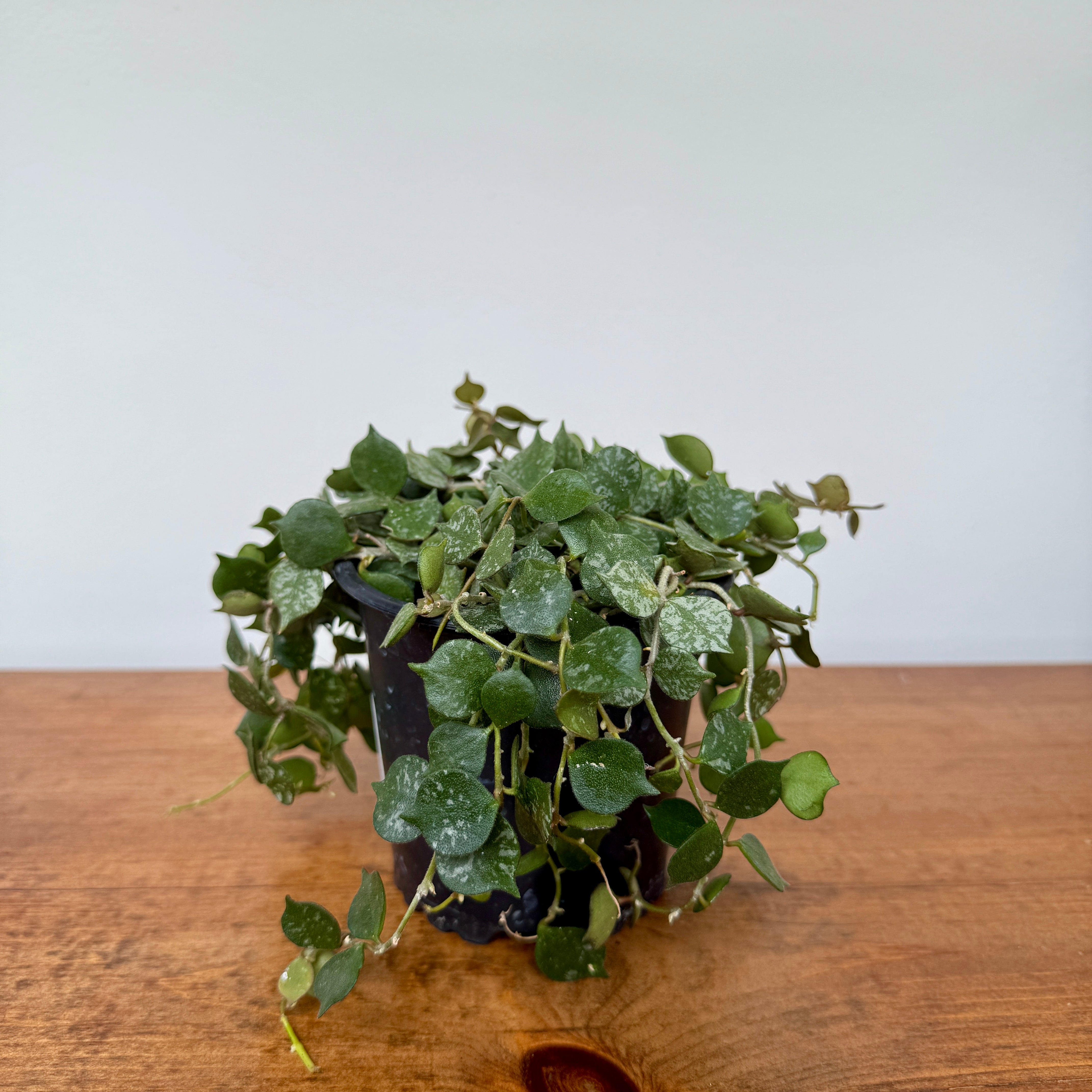 Hoya - Assorted (Hoya sp. - Assorted) - 4" Pot