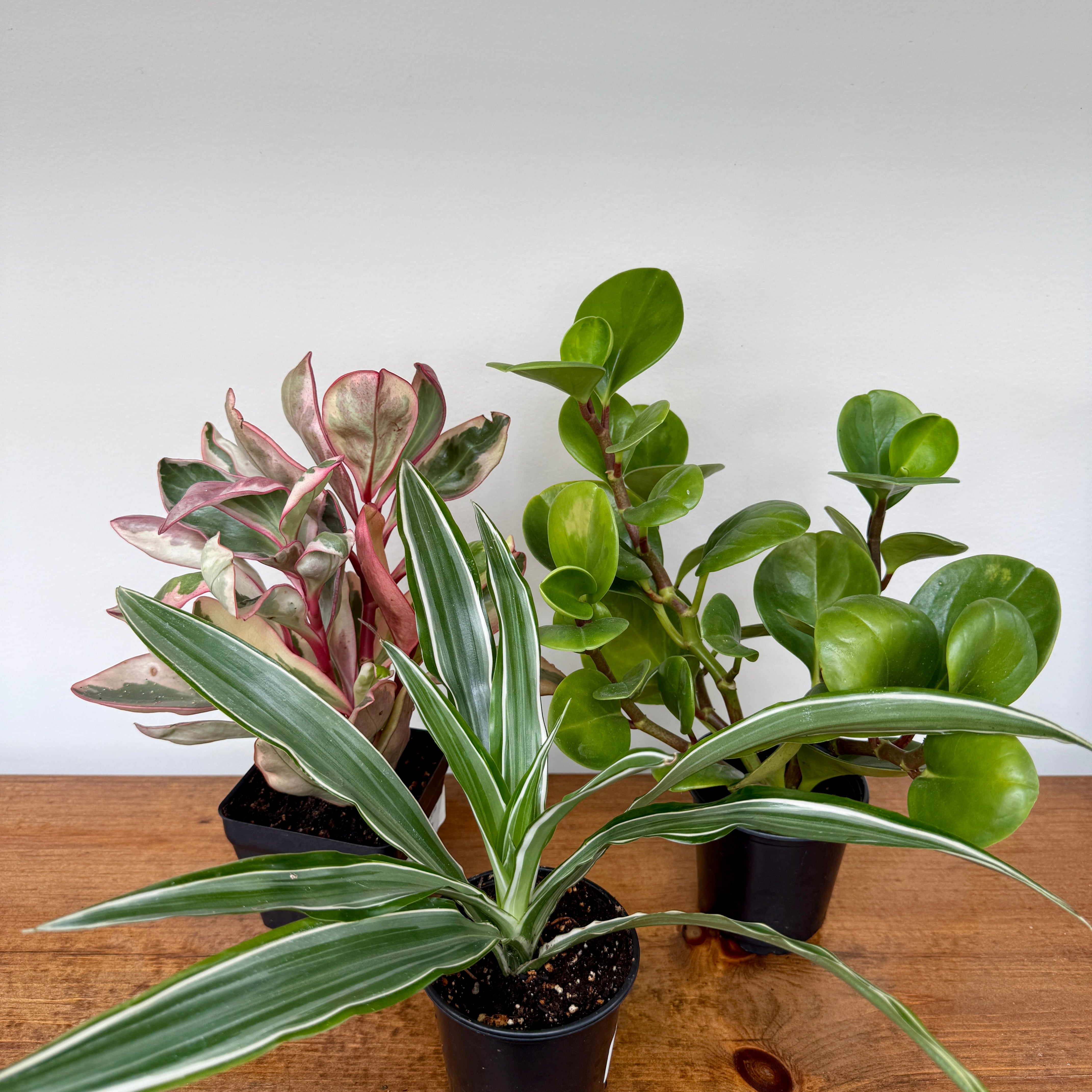 Tropicals - Assorted (Tropicals - Assorted) - 4" Pot