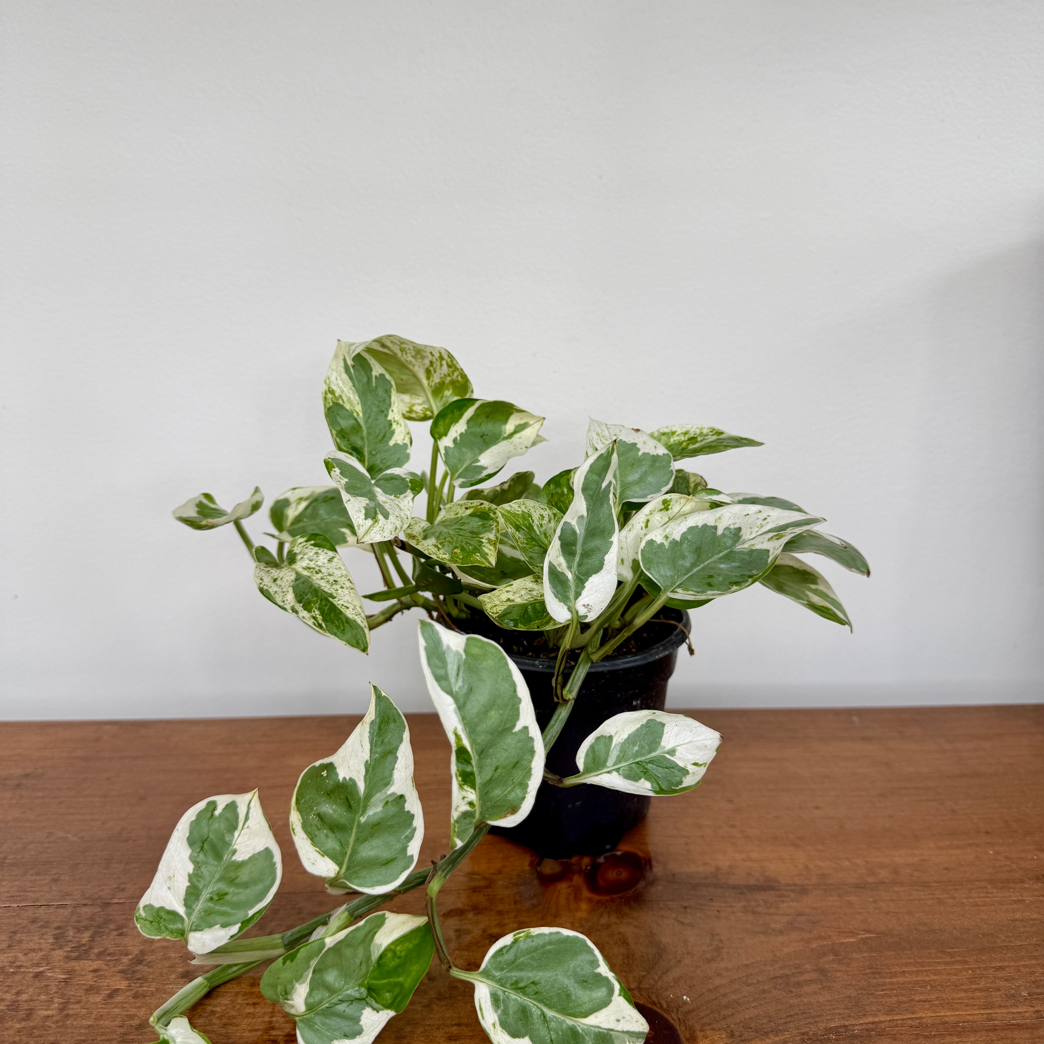 Pearl & Jade Pothos (Epipremnum aureum 'Peal & Jade') - 4" Pot