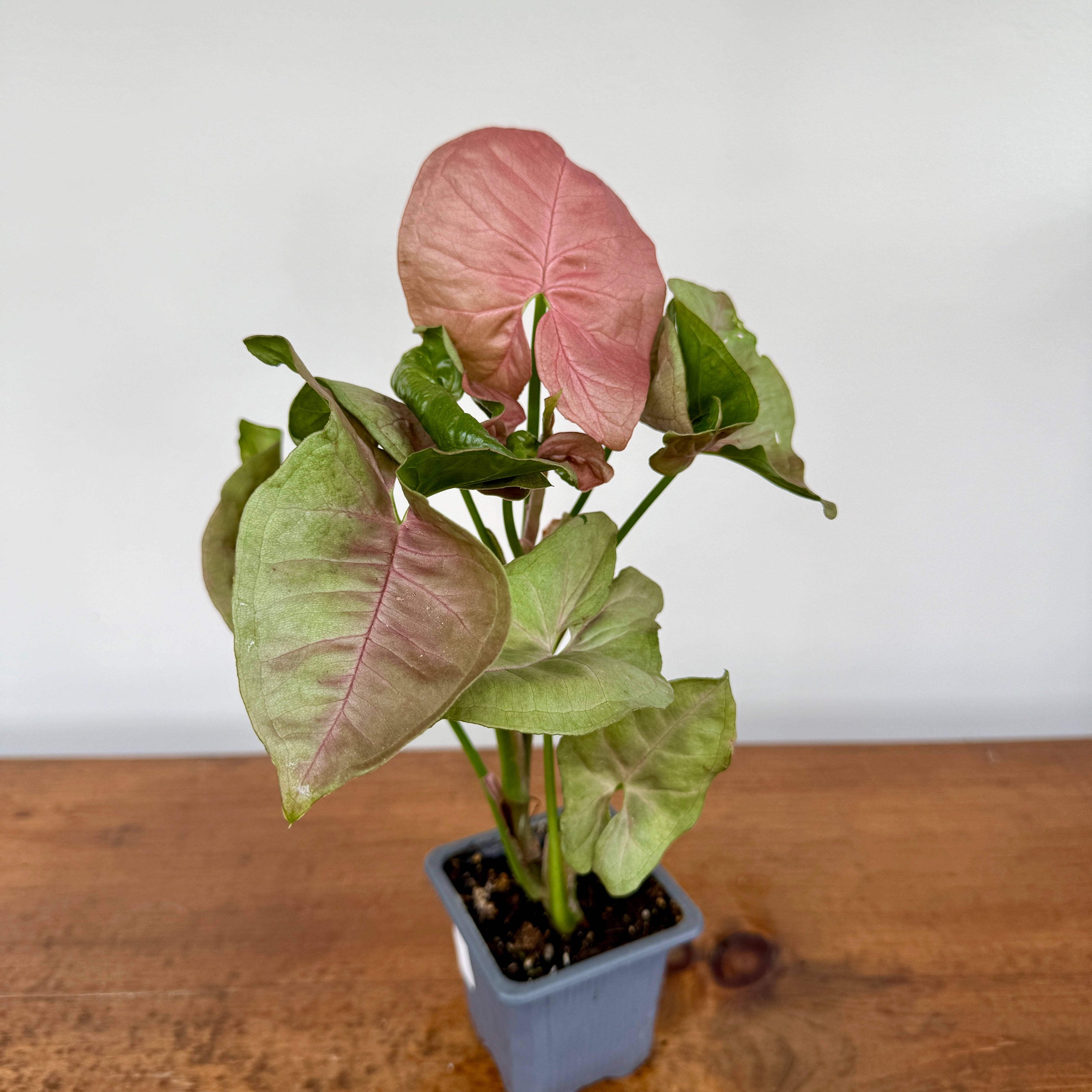 Syngonium 'Pink Splash' (Nephthytis Syngonium 'Pink Splash') - 3" Pot