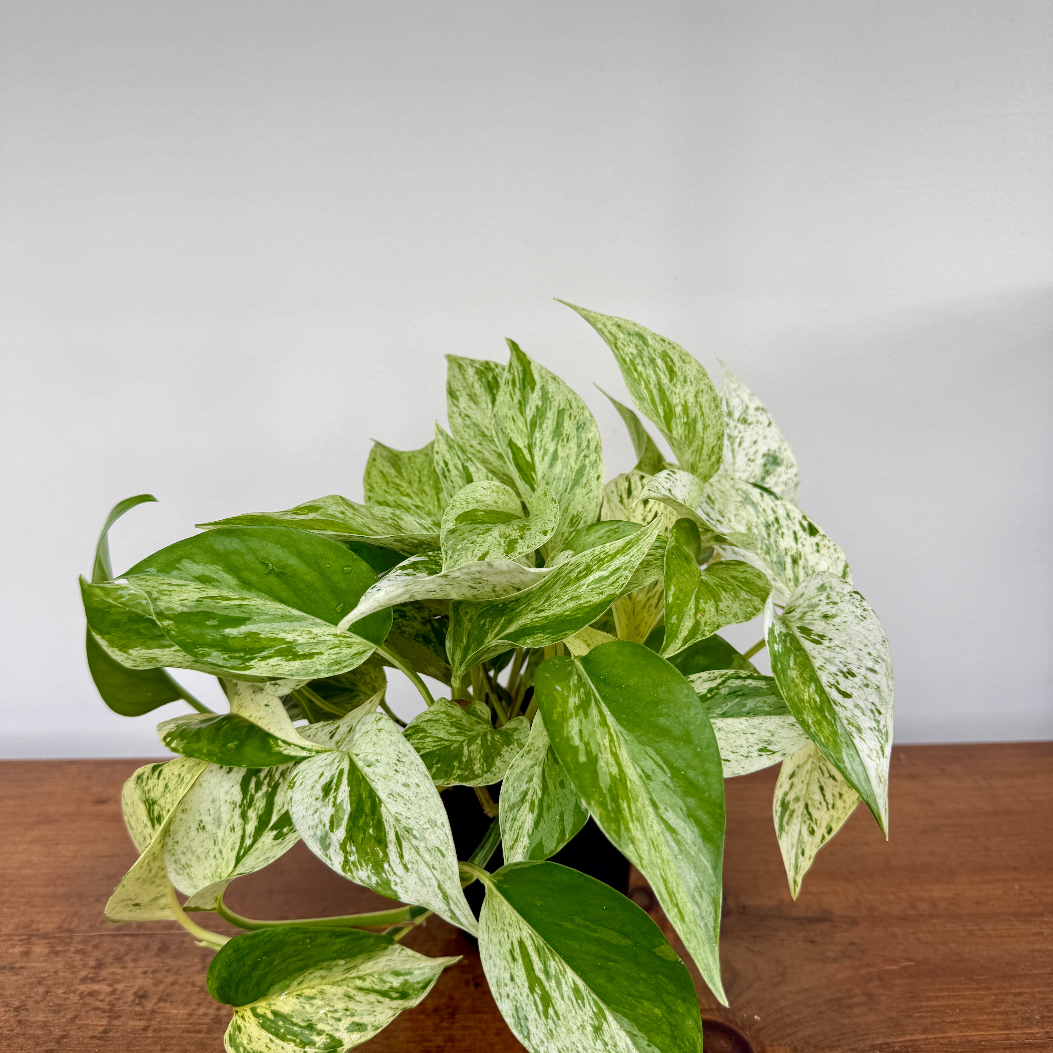 Marble Queen Pothos (Epipremnum aureum) - 4" Pot