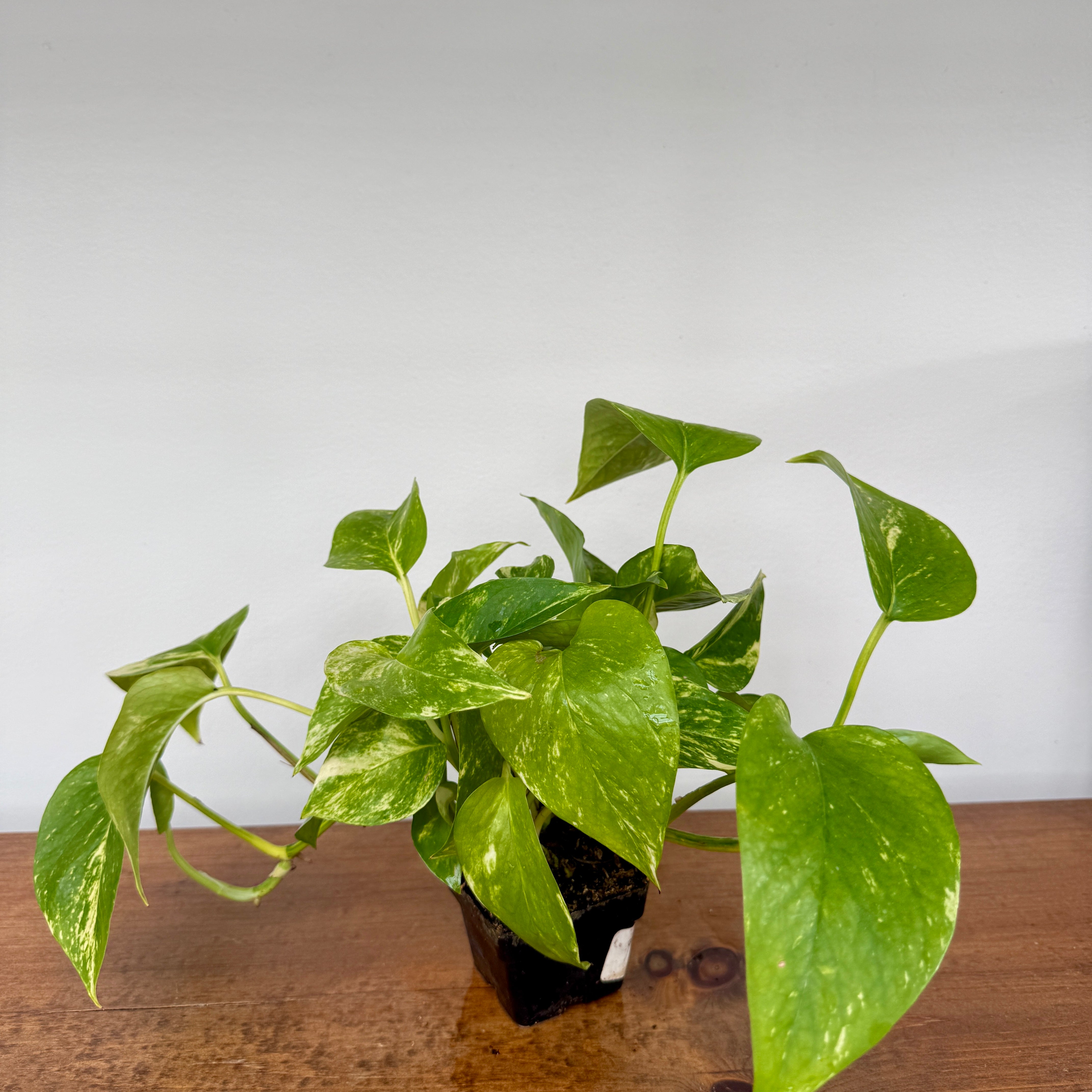 Golden Pothos (Epipremnum aureum) - 4" Pot