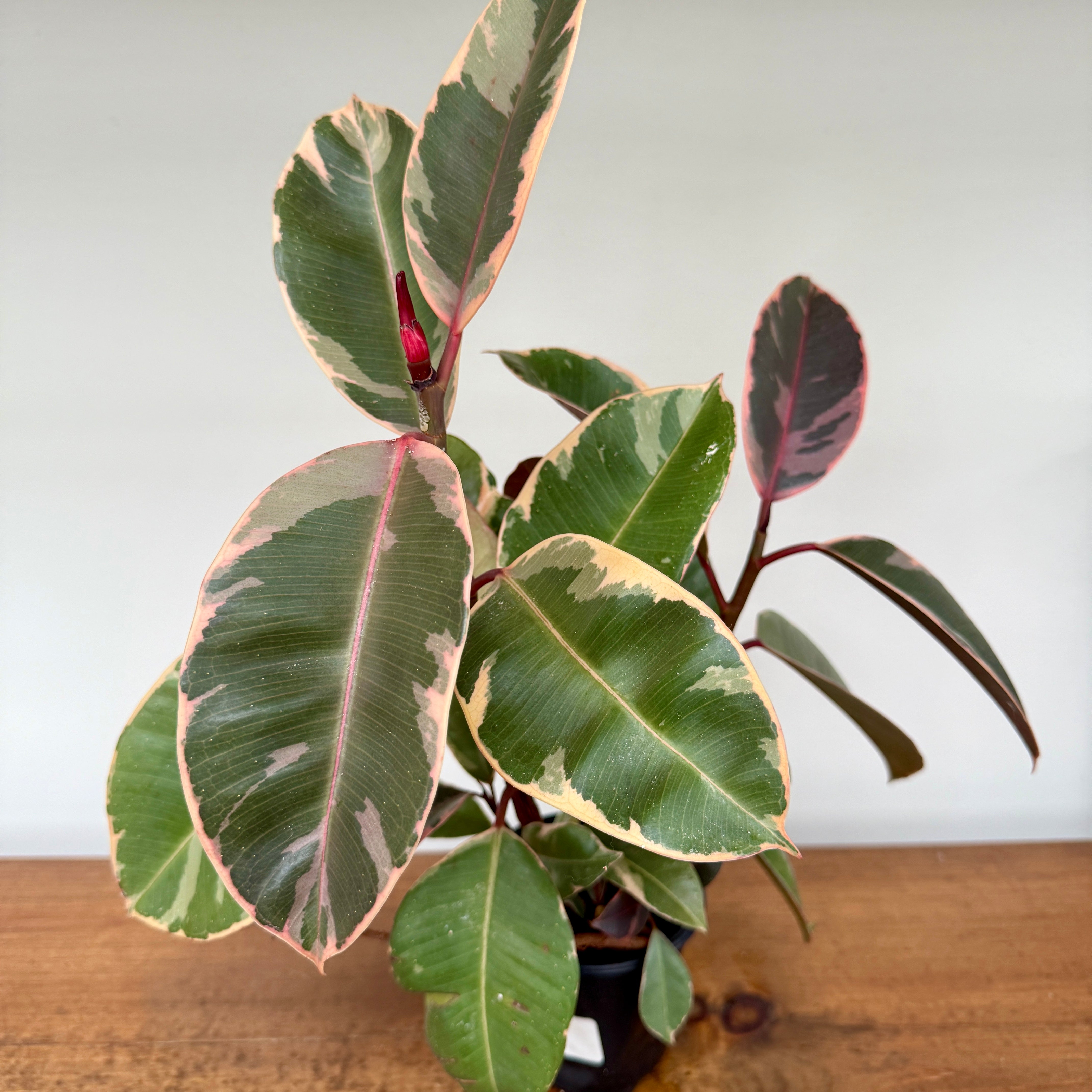 Variegated Rubber Plant 'Ruby' (Ficus elastica 'Ruby') - 4" Pot