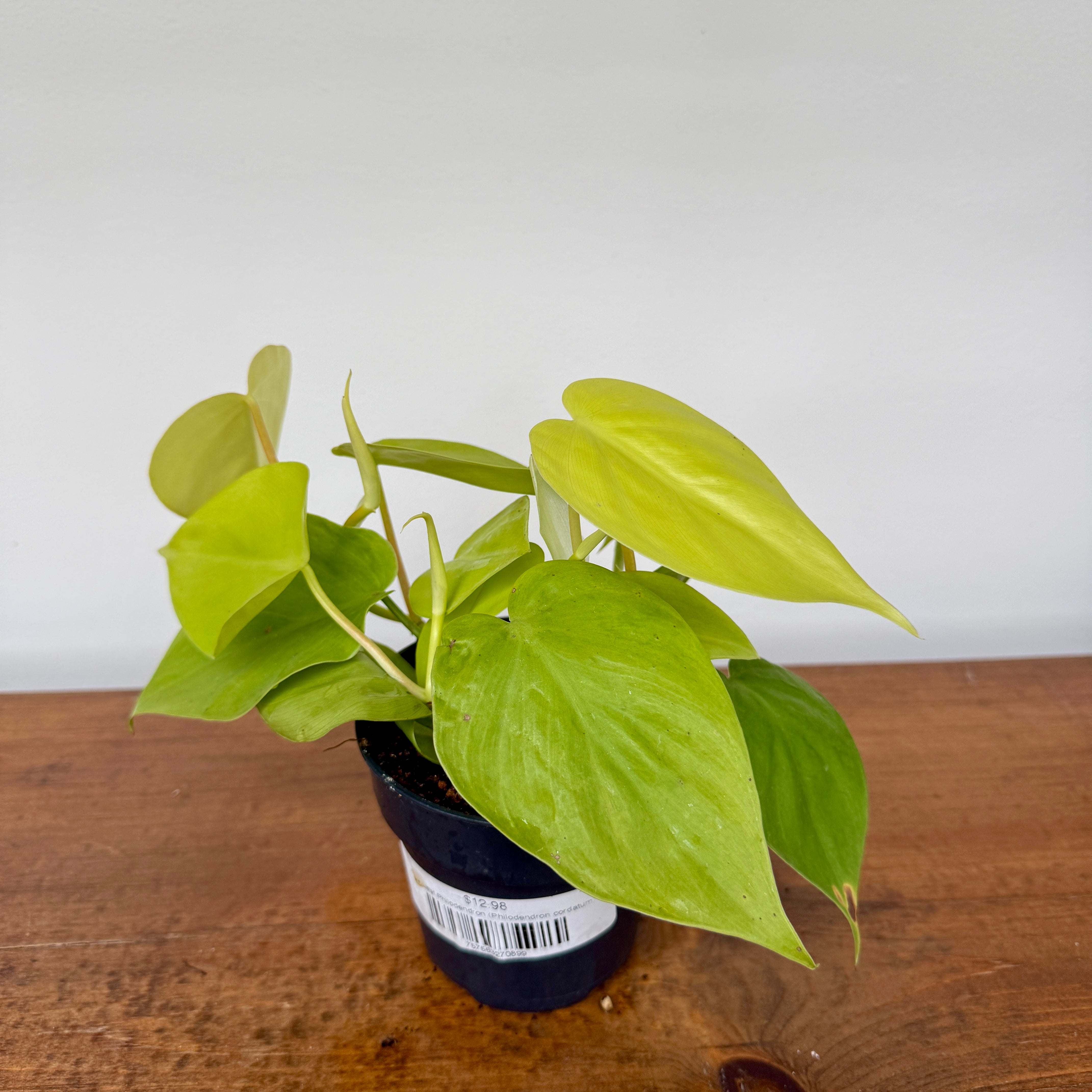 Heart-Leaf Philodendron 'Lemon-Lime' (Philodendron cordatum) - 4" Pot