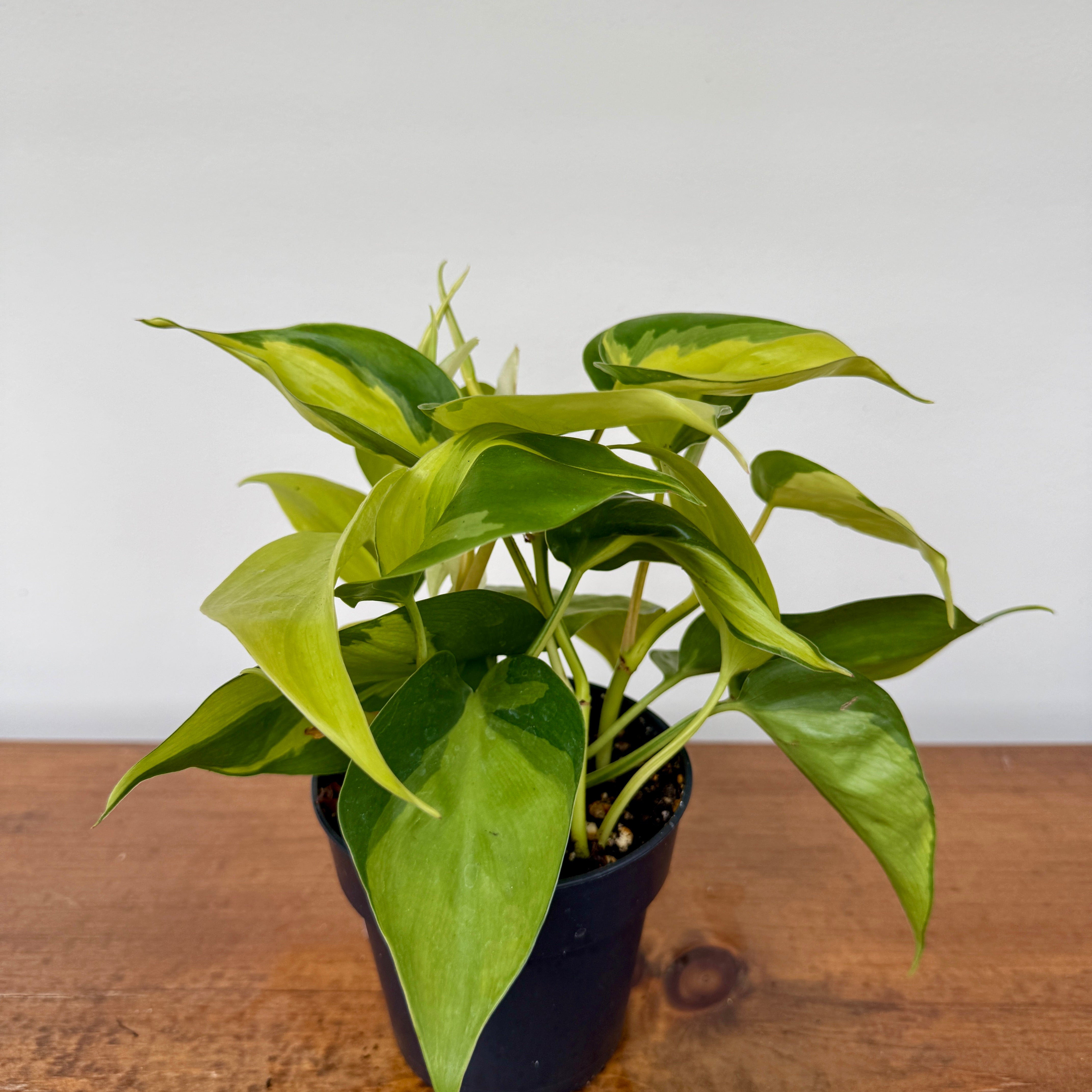 Heart Leaf Philodendron 'Brasil' (Philodendron hederaceum 'Brasil') - 4" Pot