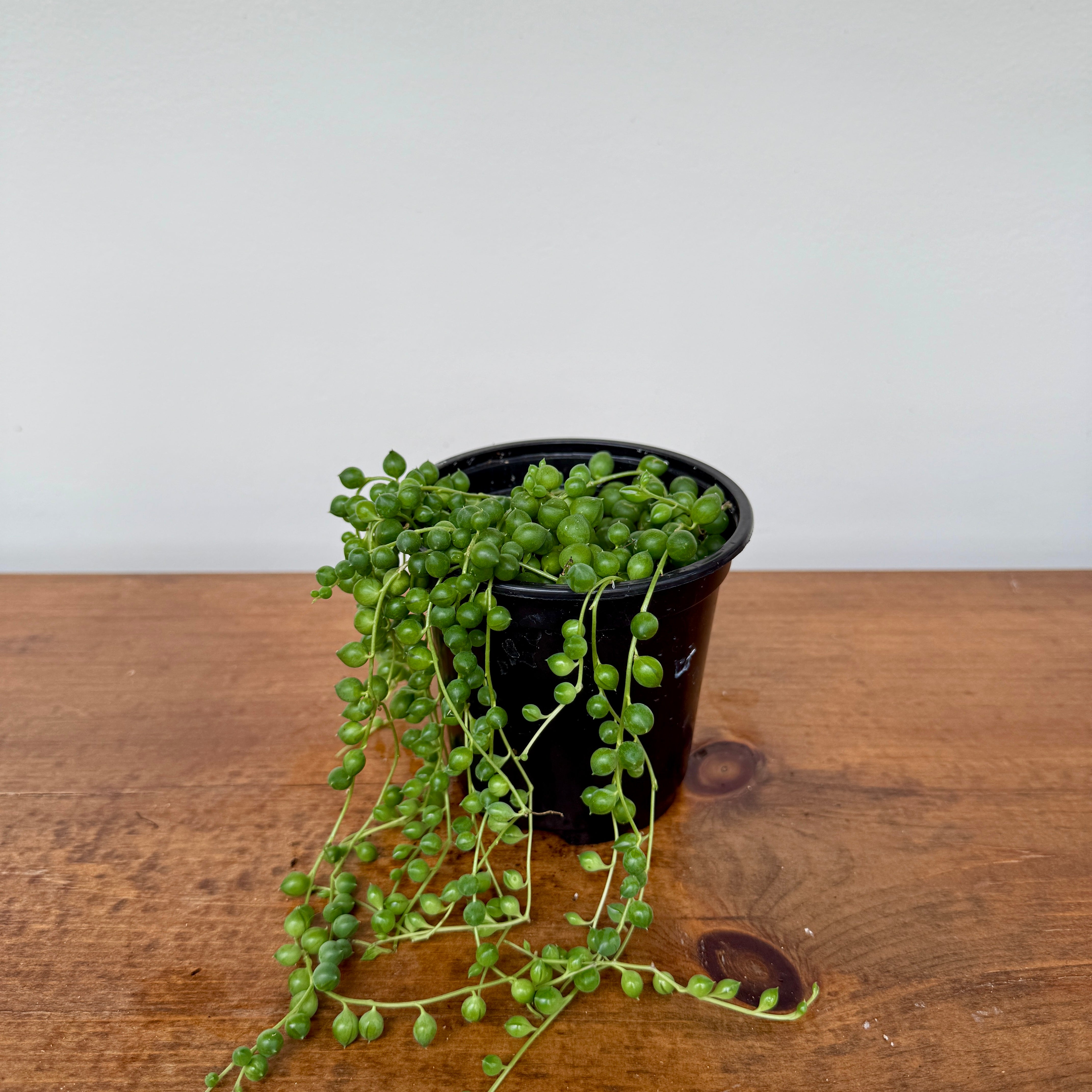 String of Pearls (Senecio rowleyanus) - 4.5" Pot