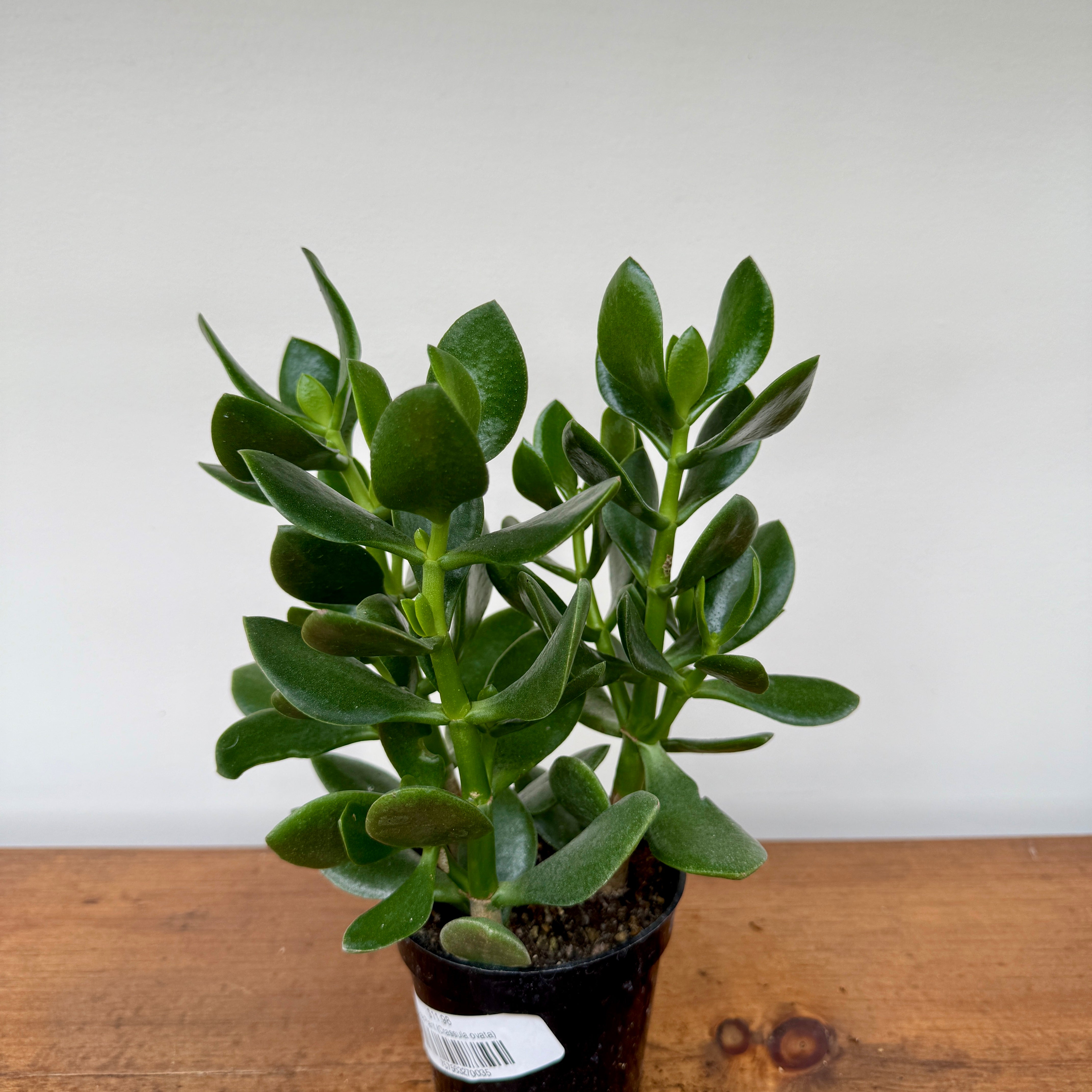 Jade Plant (Crassula ovata) - 4" Pot