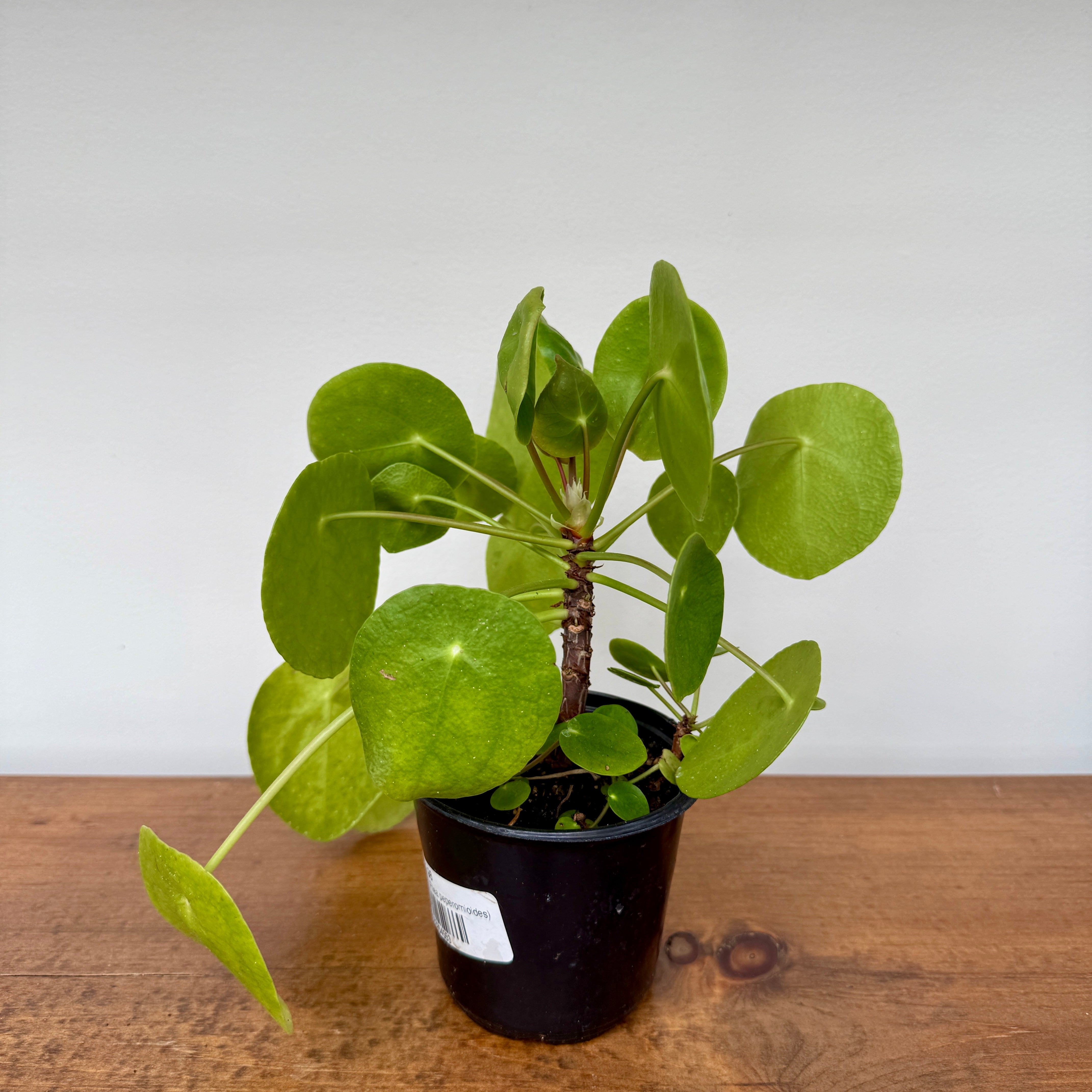 Chinese Money Plant (Pilea peperomioides) - 4" Pot