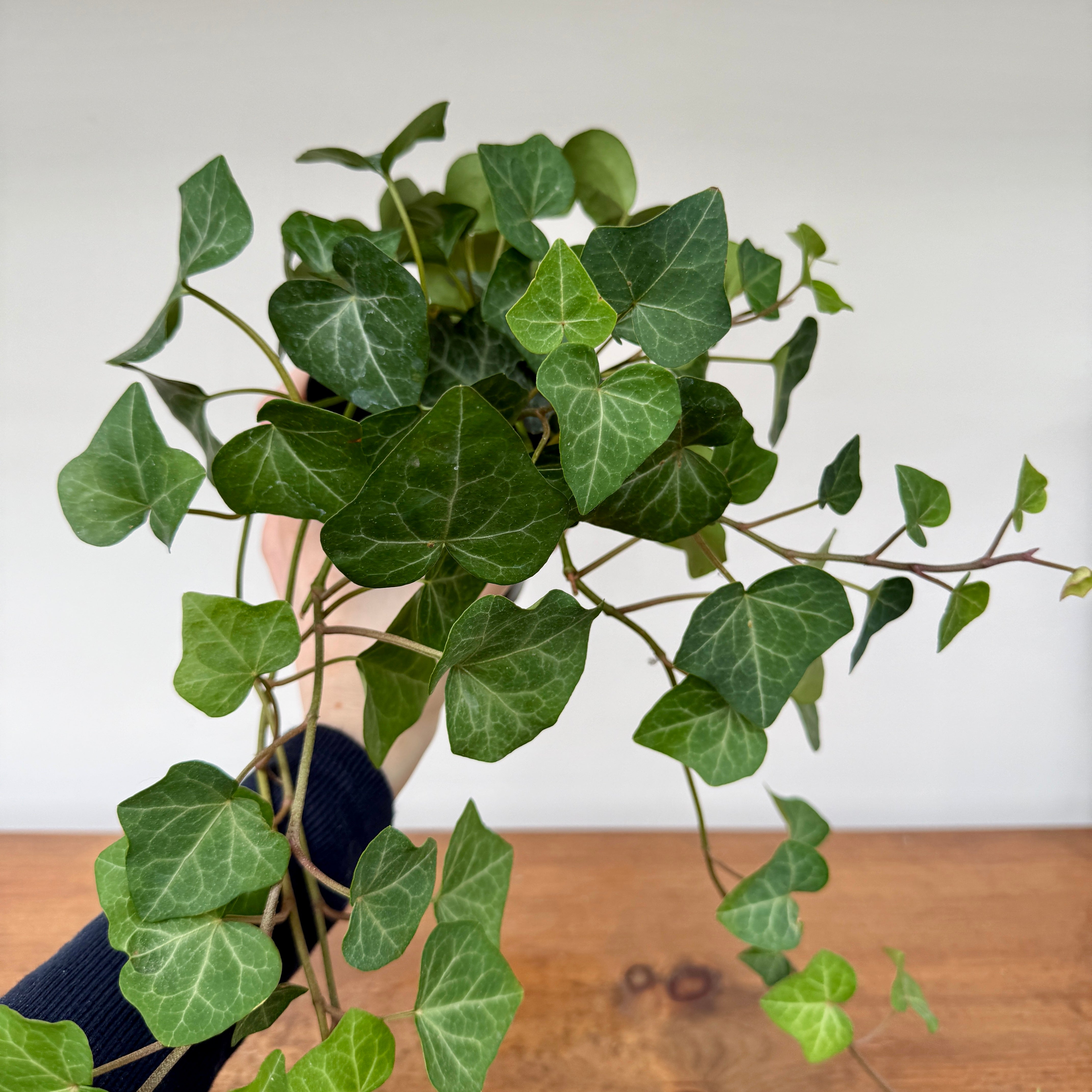 Ivy - Assorted (Hedera helix - Assorted) - 4" Pot