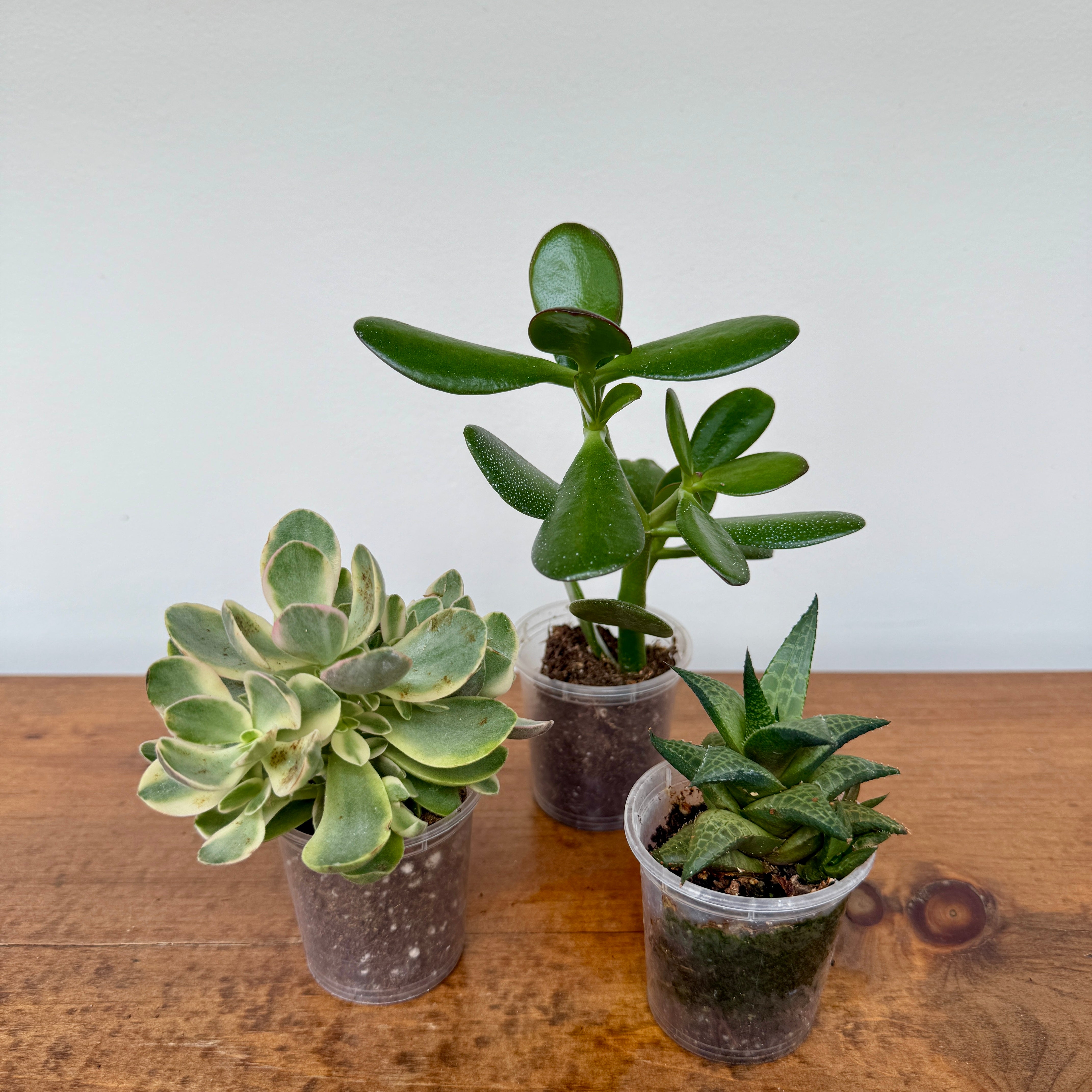 Succulents - Assorted (Succulents - Assorted) - 2" Pot