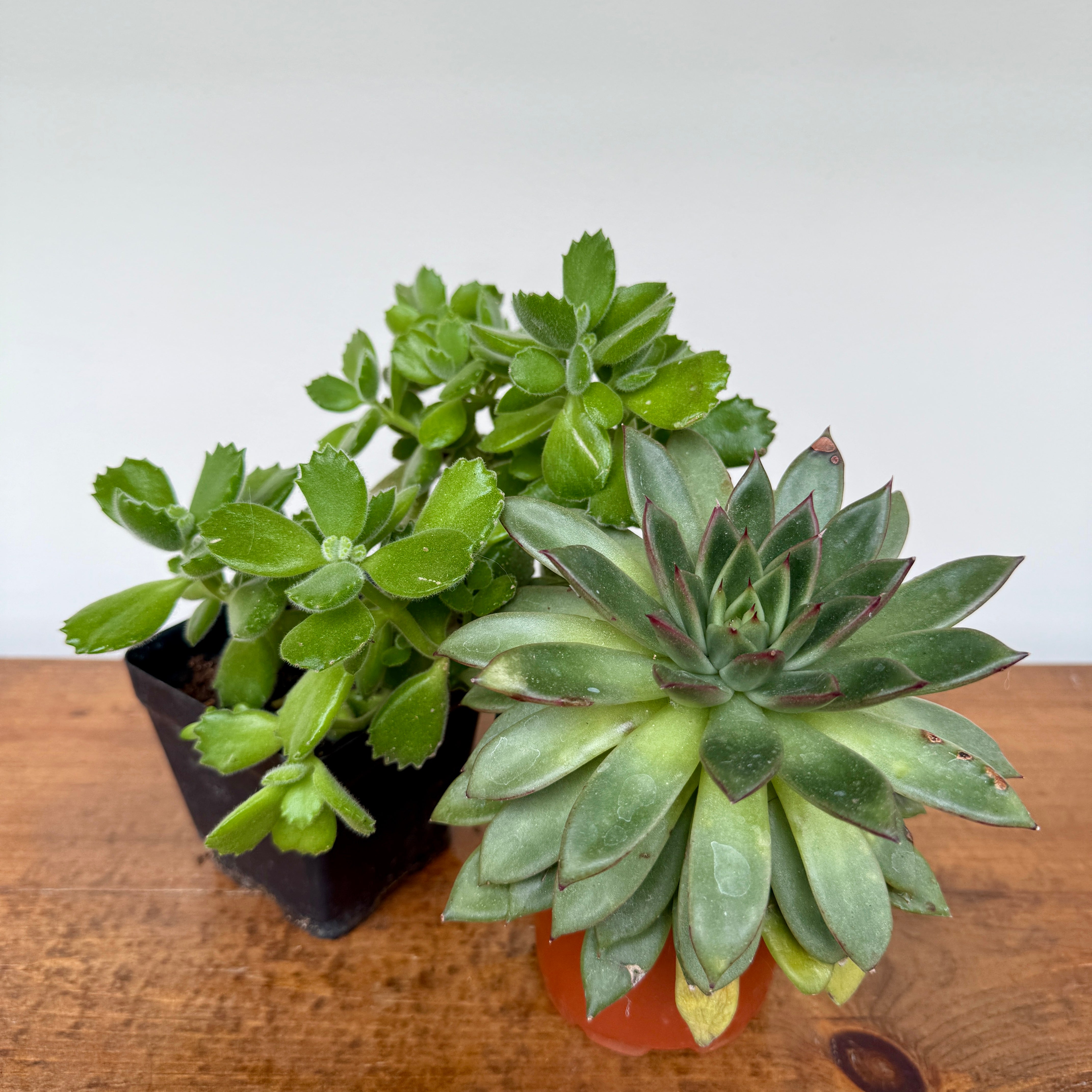 Succulents - Assorted (Succulents - Assorted) - 4" Pot