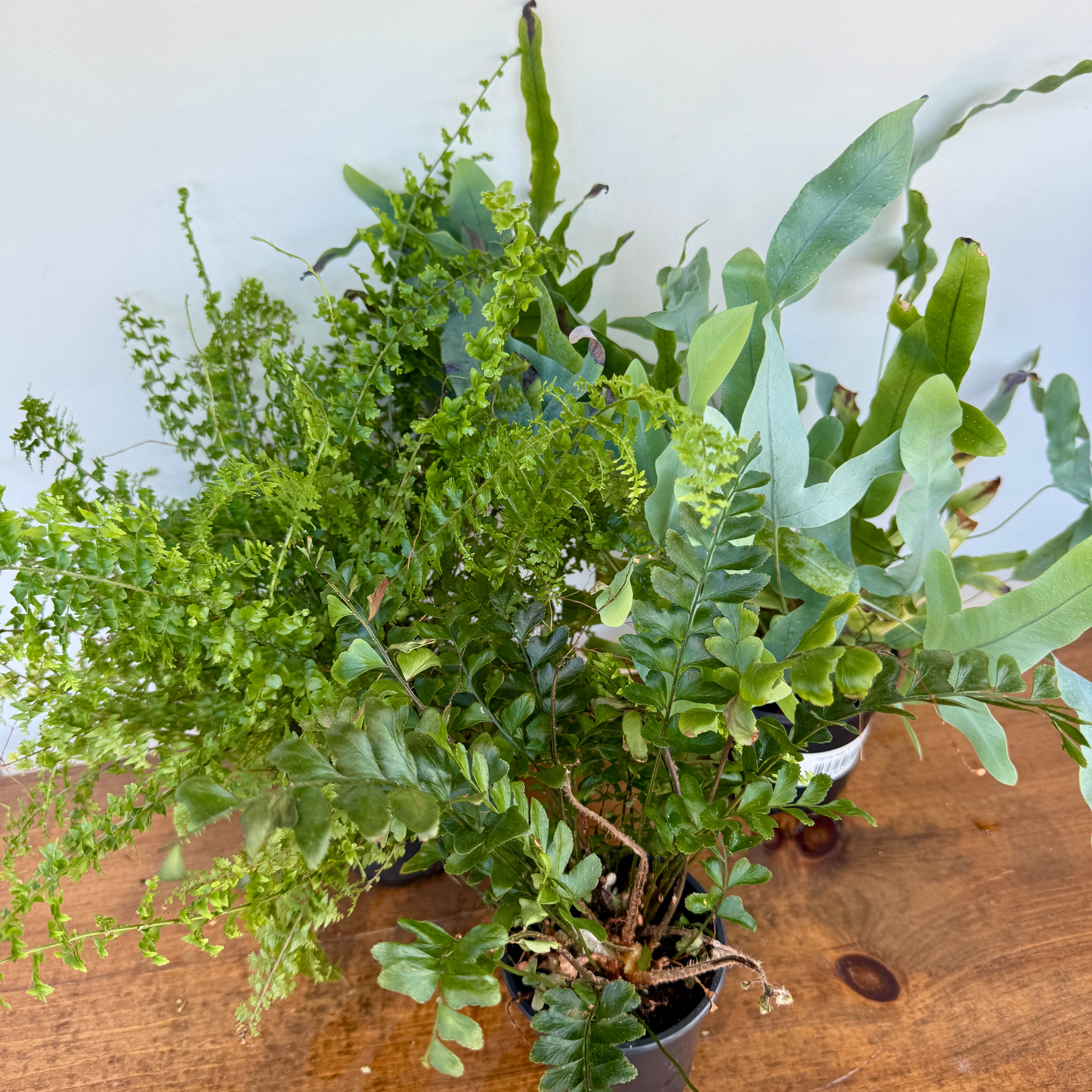 Ferns (Assorted Ferns) - 4" Pot