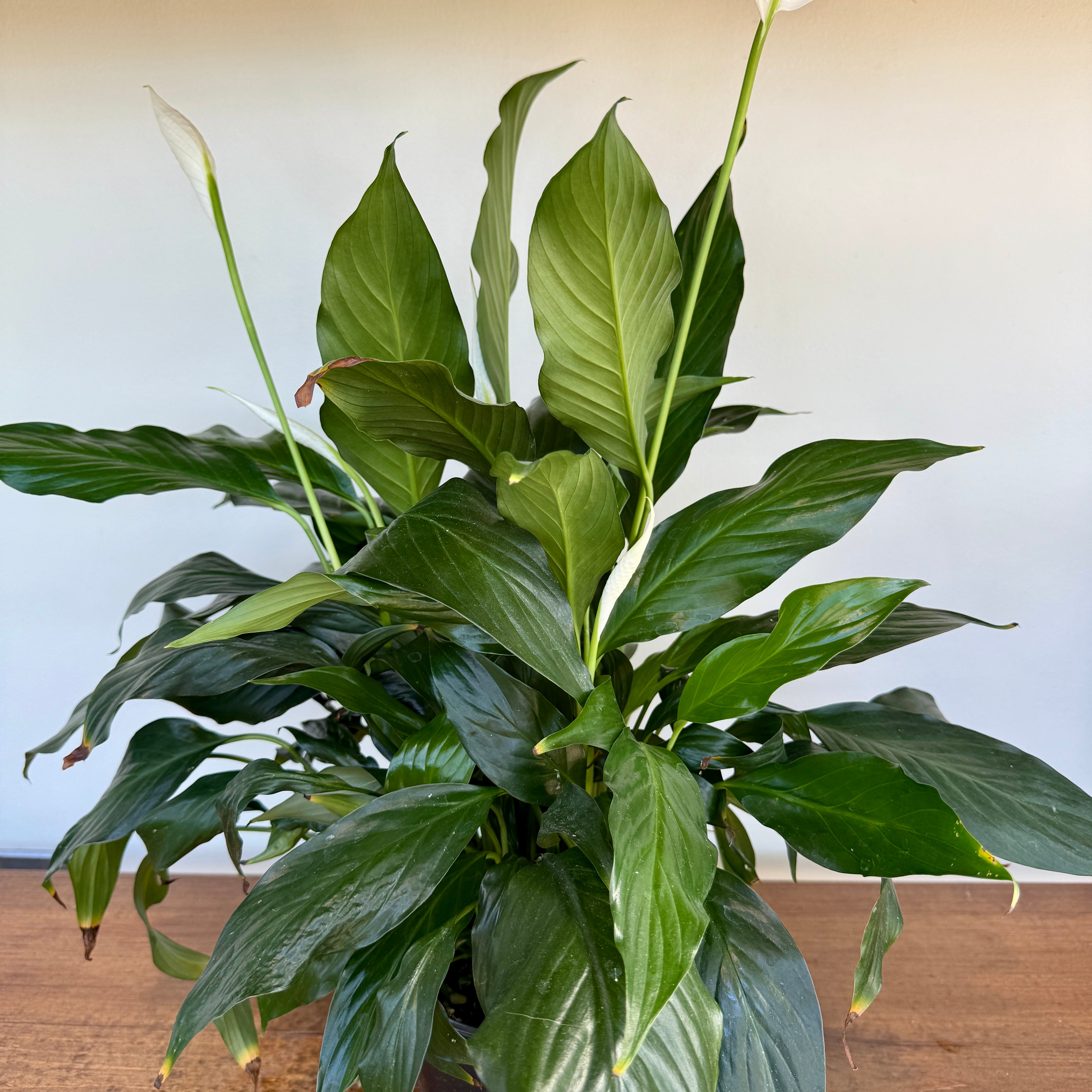 Peace Lily (Spathiphyllum wallisii) - 6" Pot