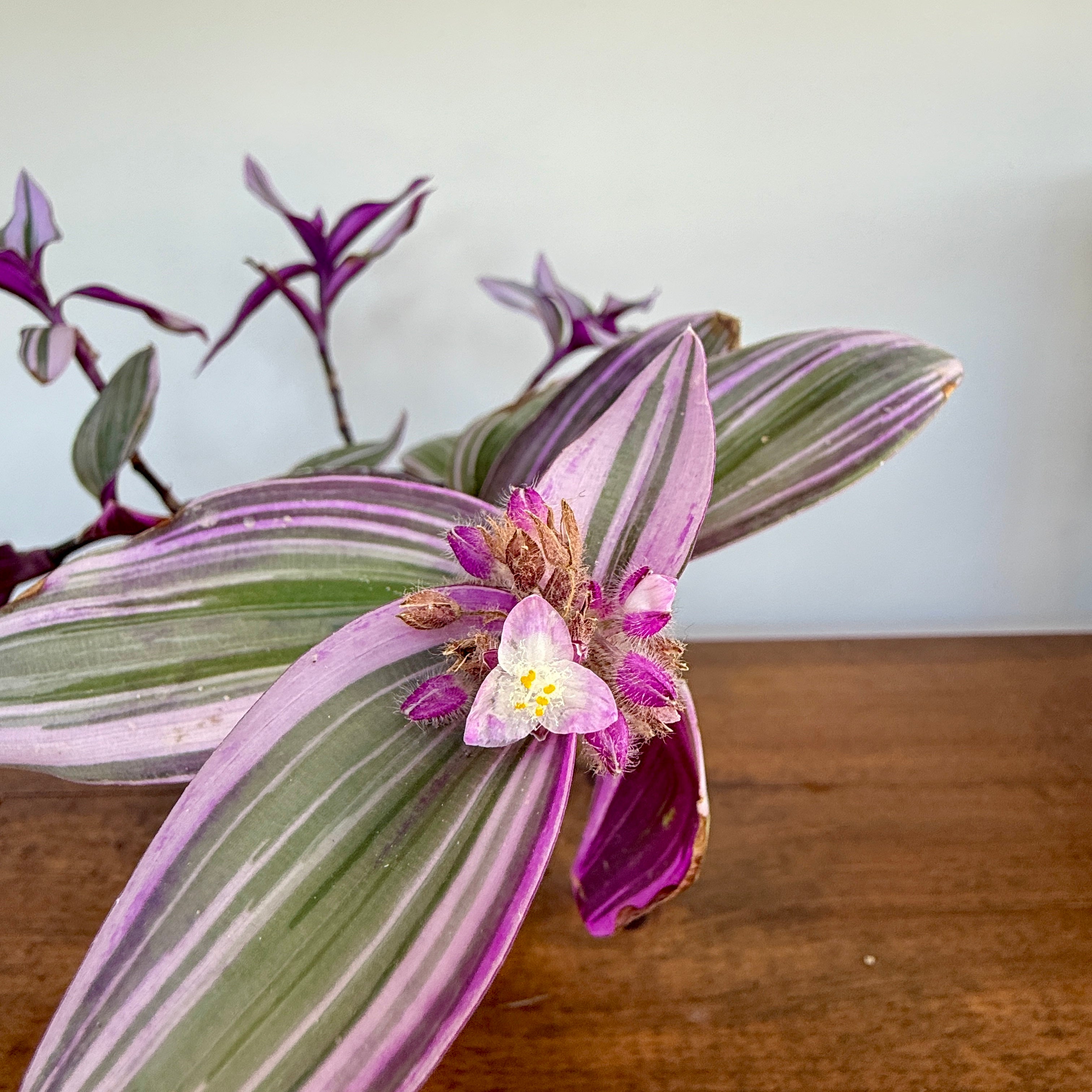 Bubblegum Inch Plant (Tradescantia blossfeldiana 'Bubble Gum') - 6" Pot