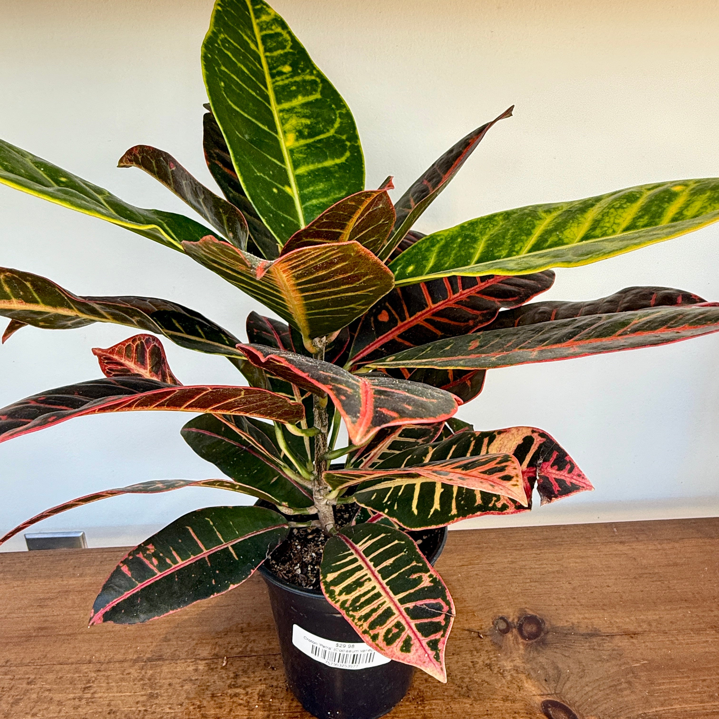 Croton 'Petra' (Codiaeum variegatum 'Petra') - 6" Pot