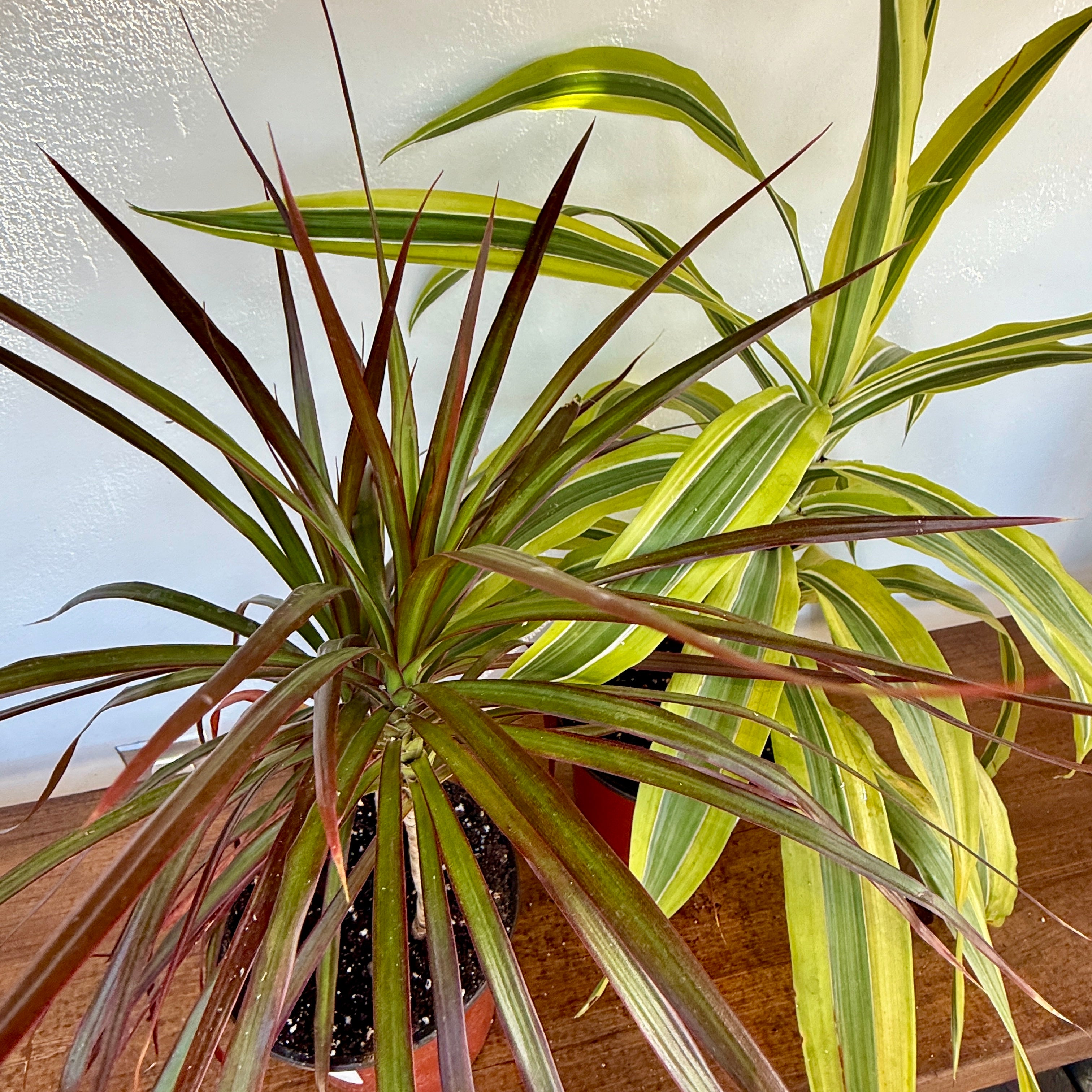 Tropicals - Assorted (Tropicals - Assorted) - 6" Pot