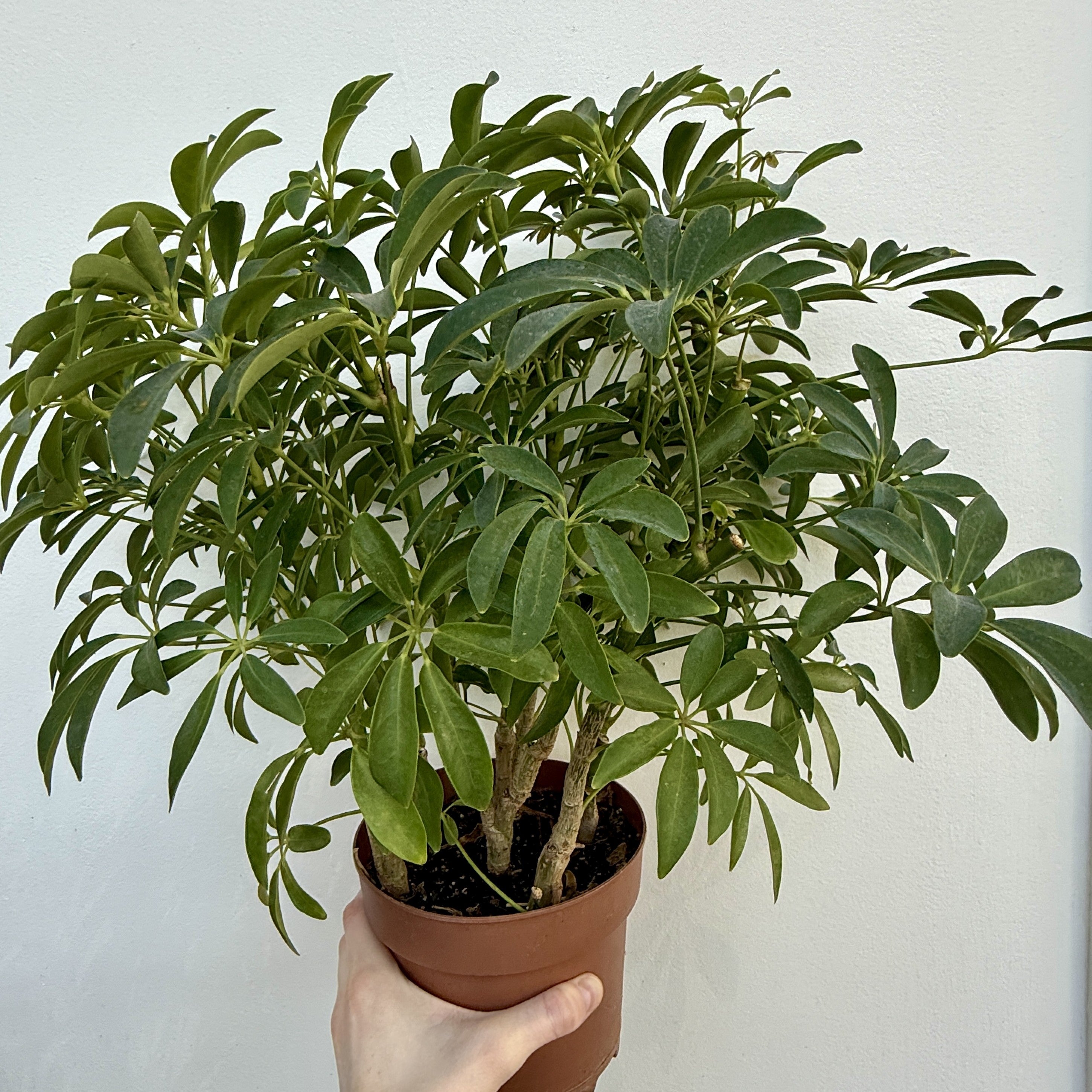 Umbrella Tree 'Arboricola' (Heptapleurum arboricola) - 6" Pot