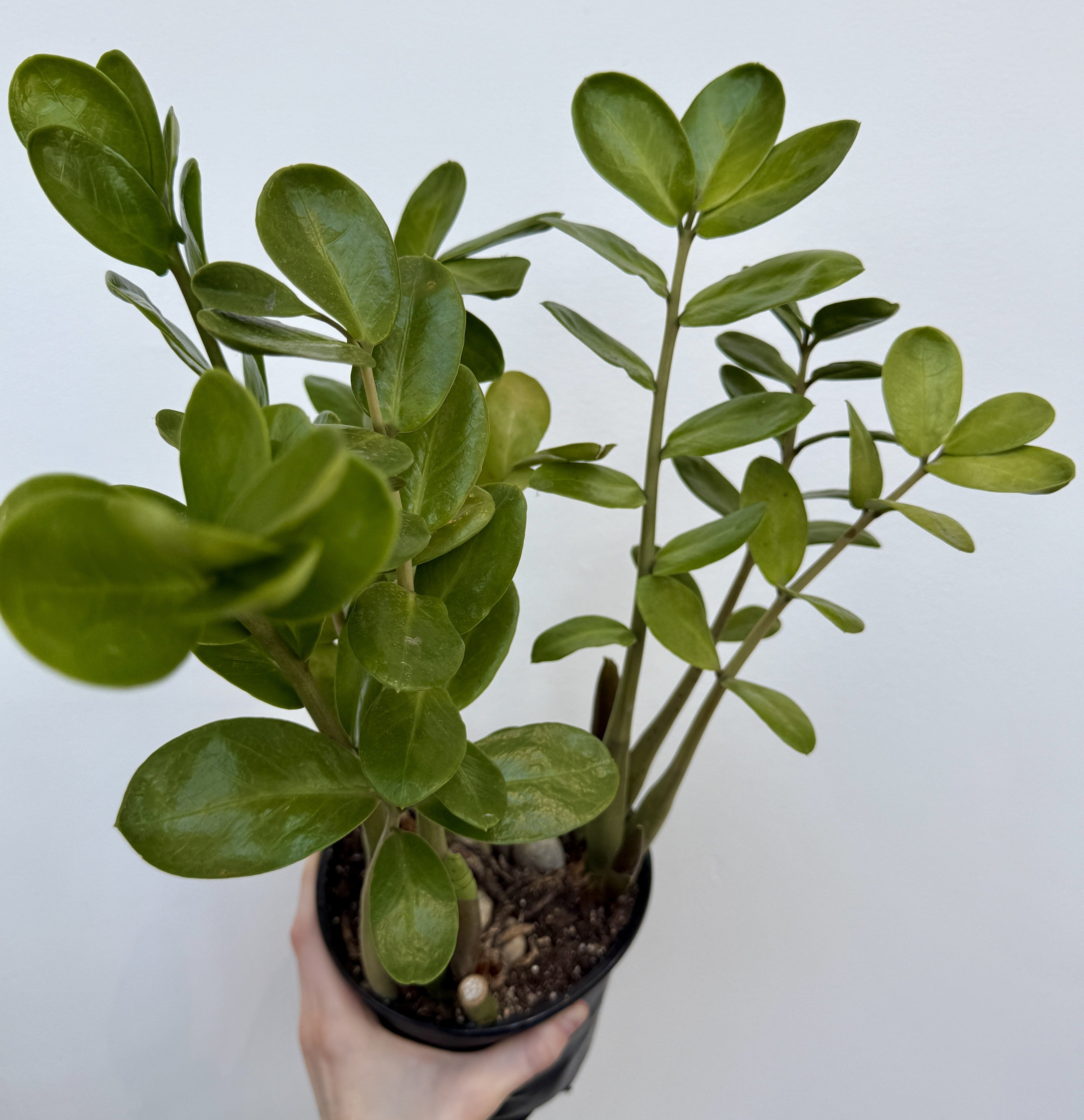 ZZ Plant (Zamioculcas zamiifolia) - 6" Pot