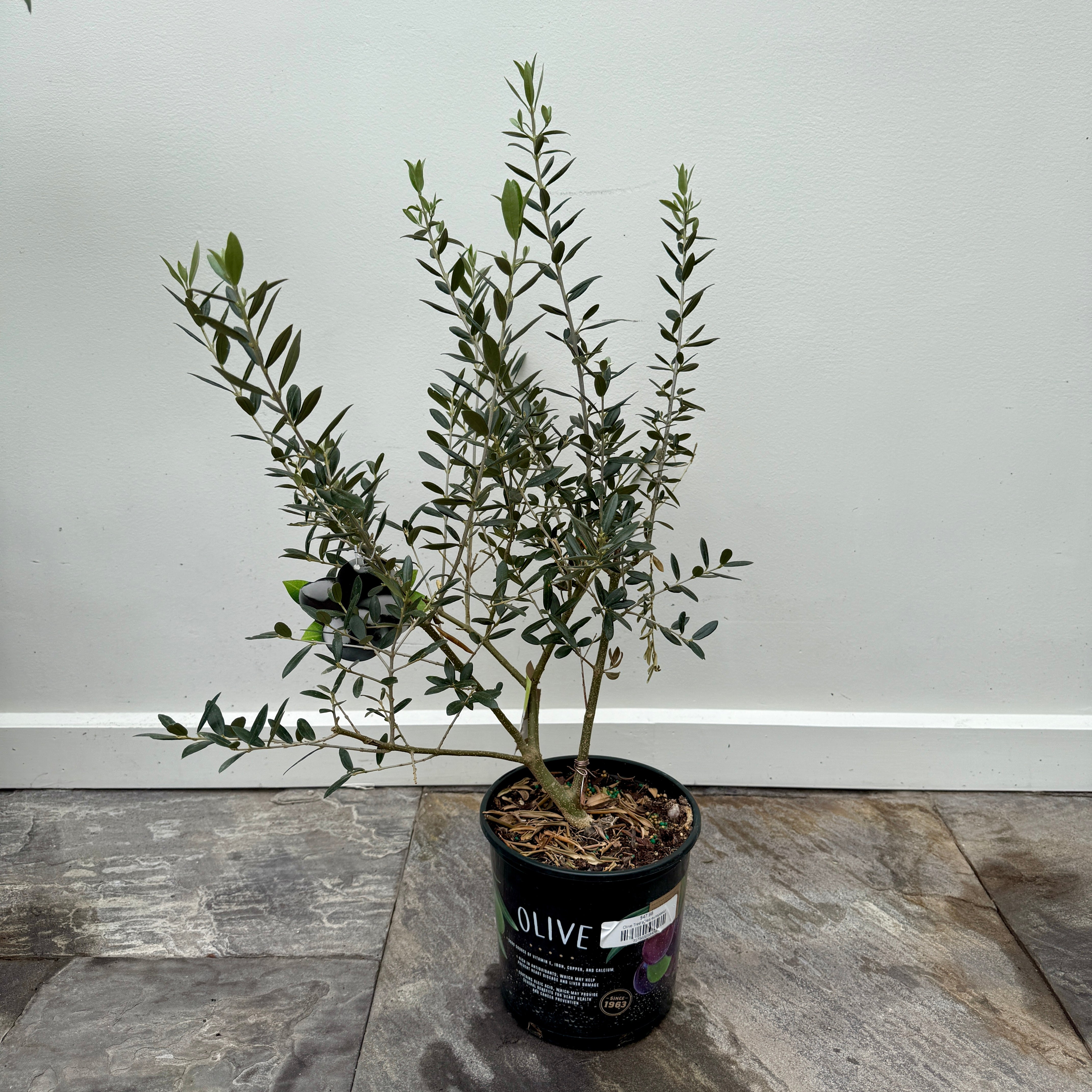 Olive Tree (Olea europaea) - 7" Pot