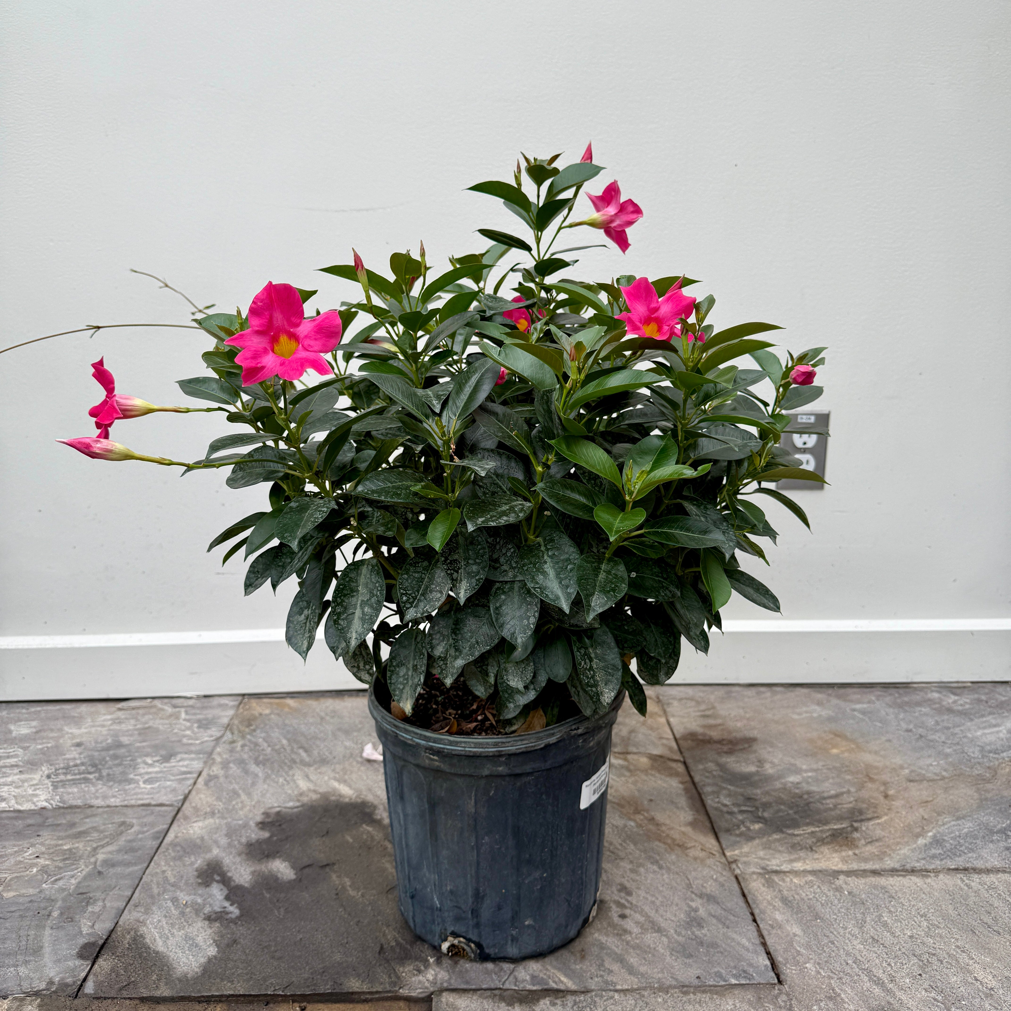 Mandevilla -Various Colours (Mandevilla sanderi - Various Colours) - 10" Pot - Bush