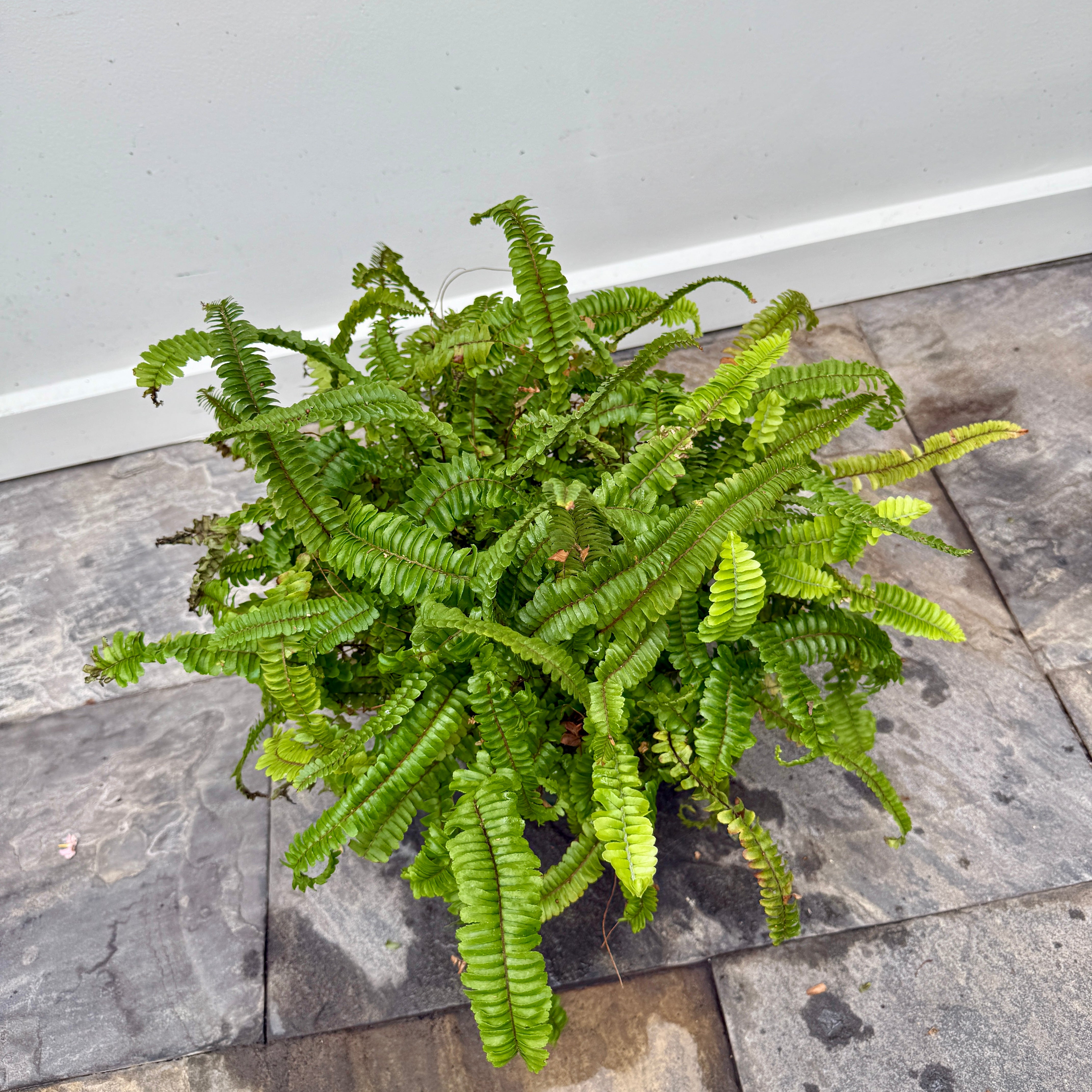 Kimberly Queen Fern (Nephrolepis obliterata) - 10" Pot
