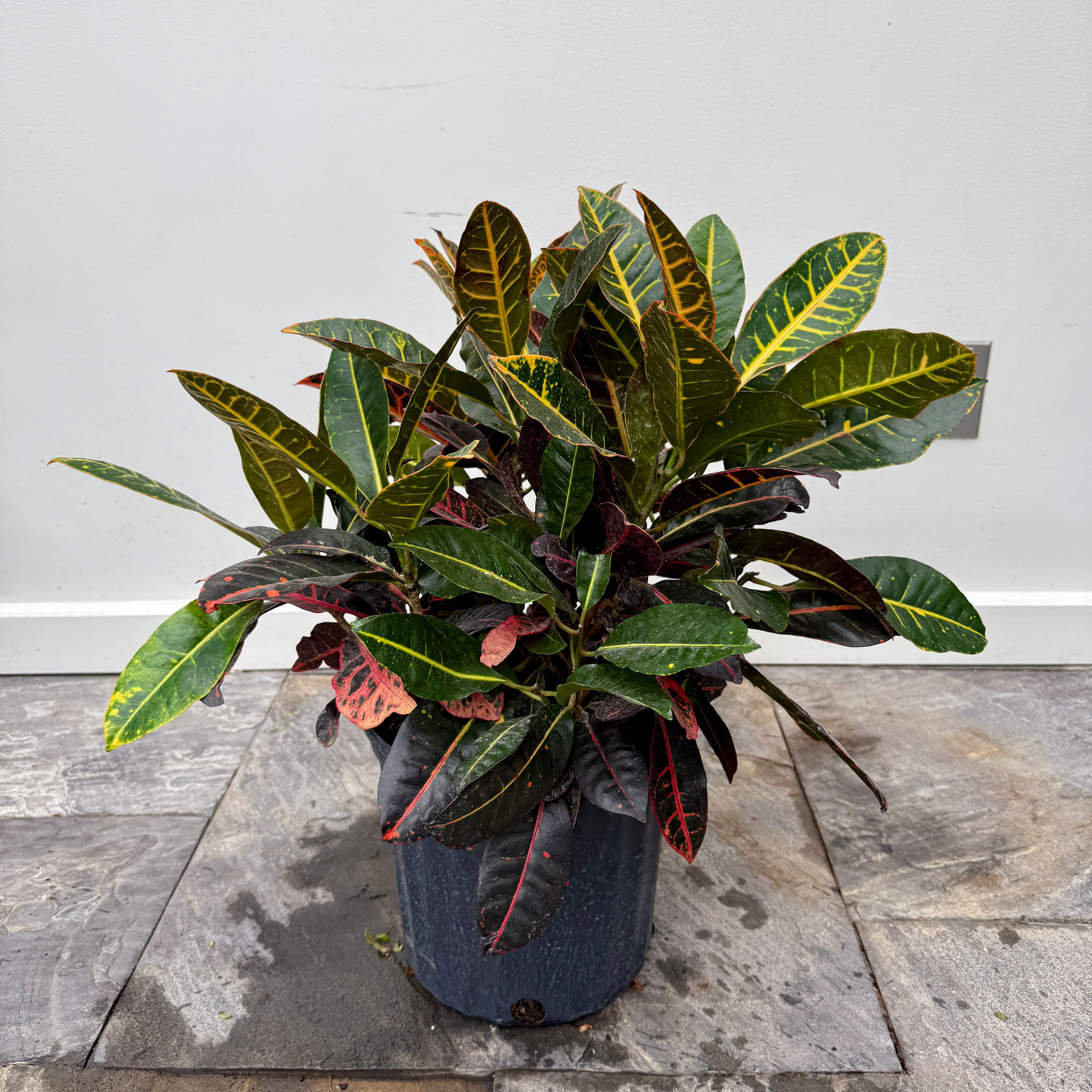 Croton 'Petra' (Codiaeum variegatum 'Petra') - 10" Pot - 3ppp