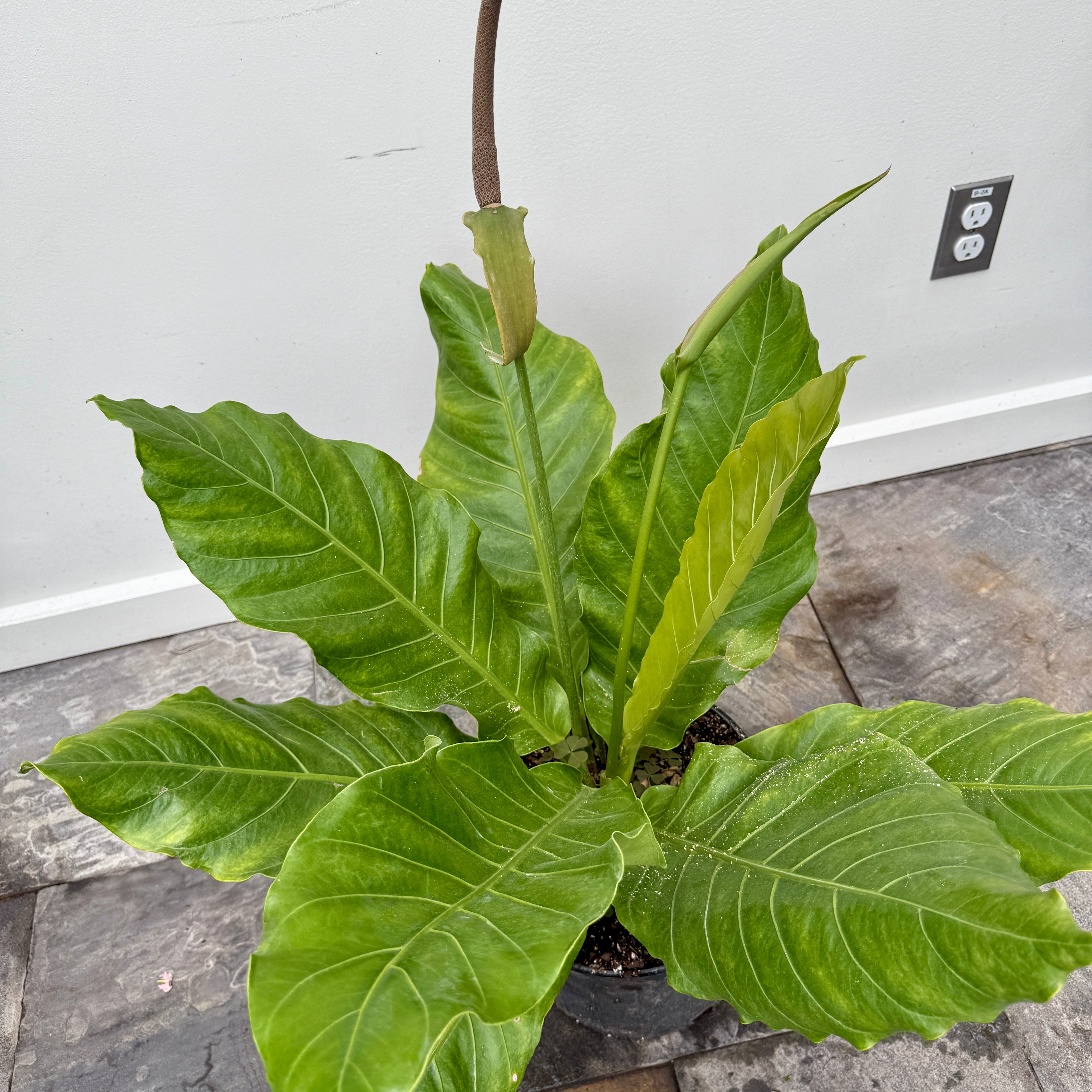 Bird's Nest Anthurium (Anthurium hookeri) - 10" Pot