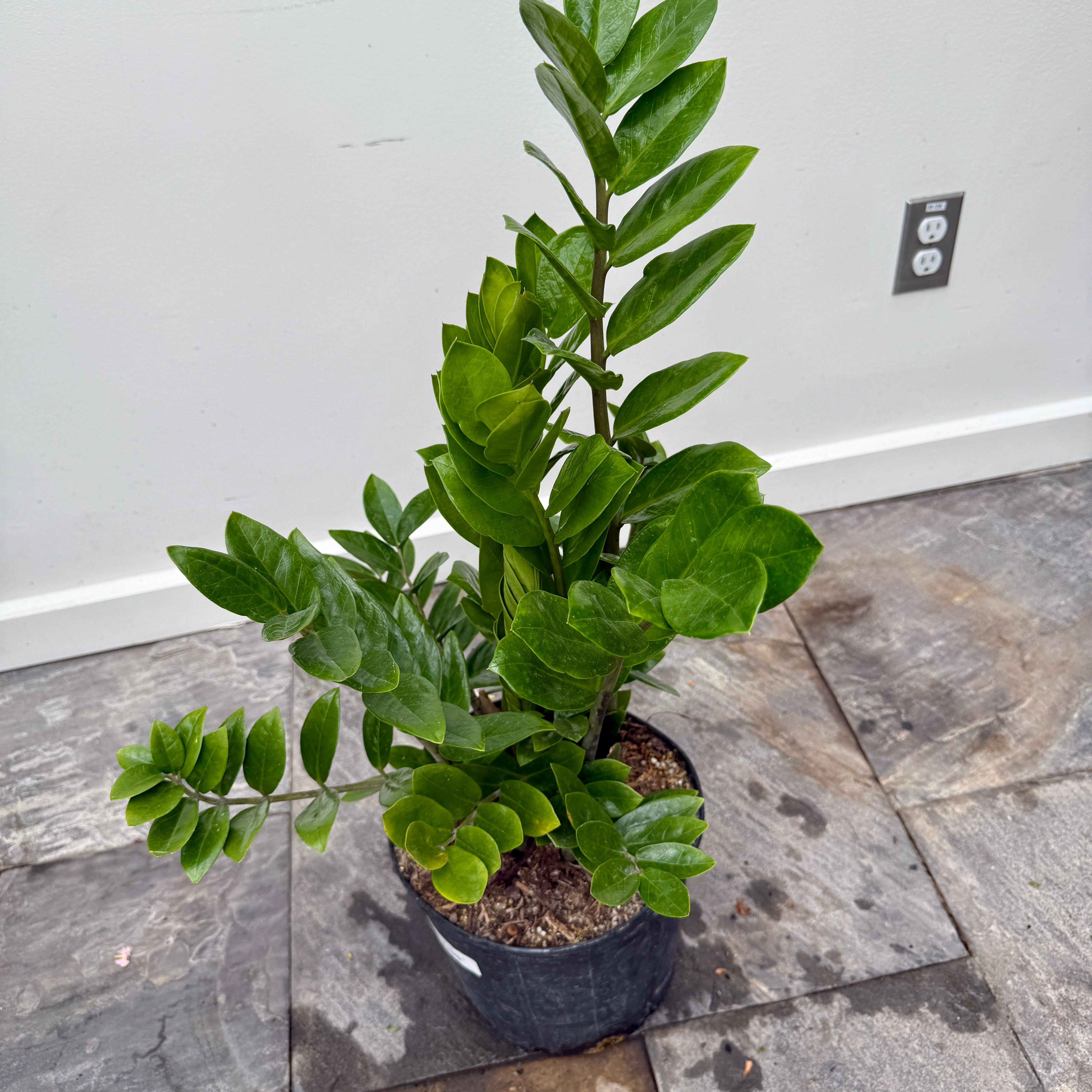 ZZ Plant (Zamioculcas zamiifolia) - 10" Pot