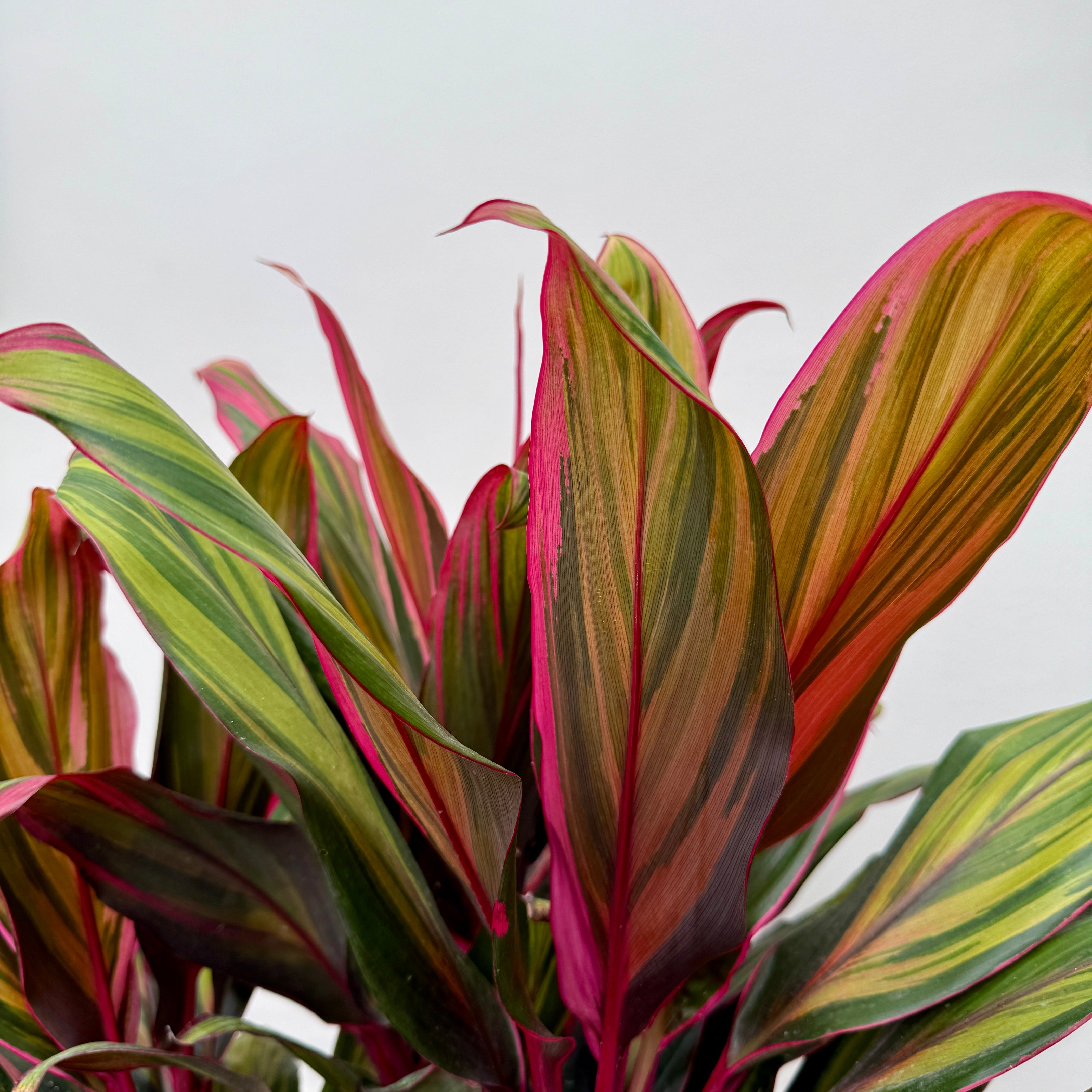 Cordyline 'Harlequin' (Cordyline fruiticosa 'Harlequin') - 10" Pot - 3ppp