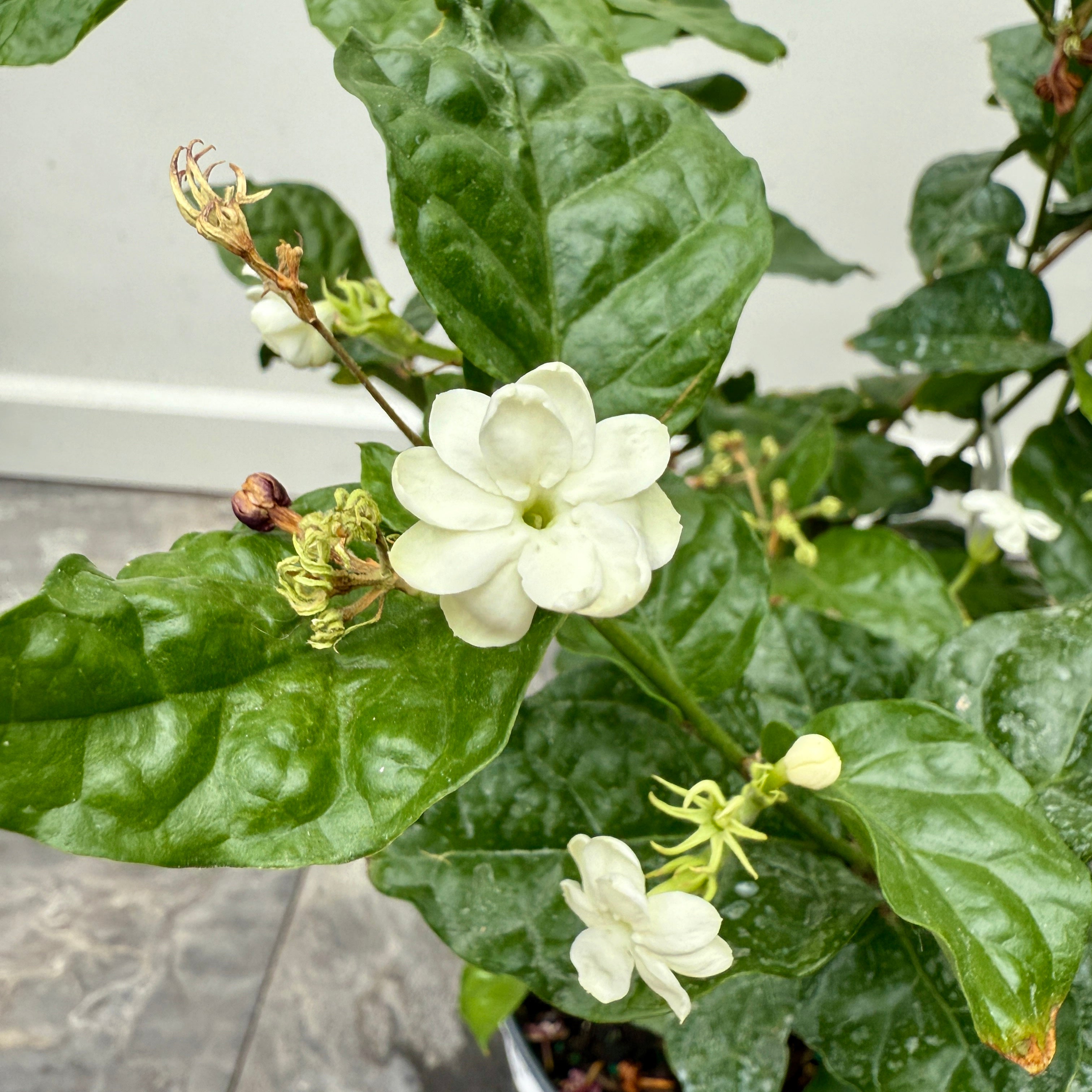 Arabian Jasmine (Jasmimum sambac) - 10" Pot - Std