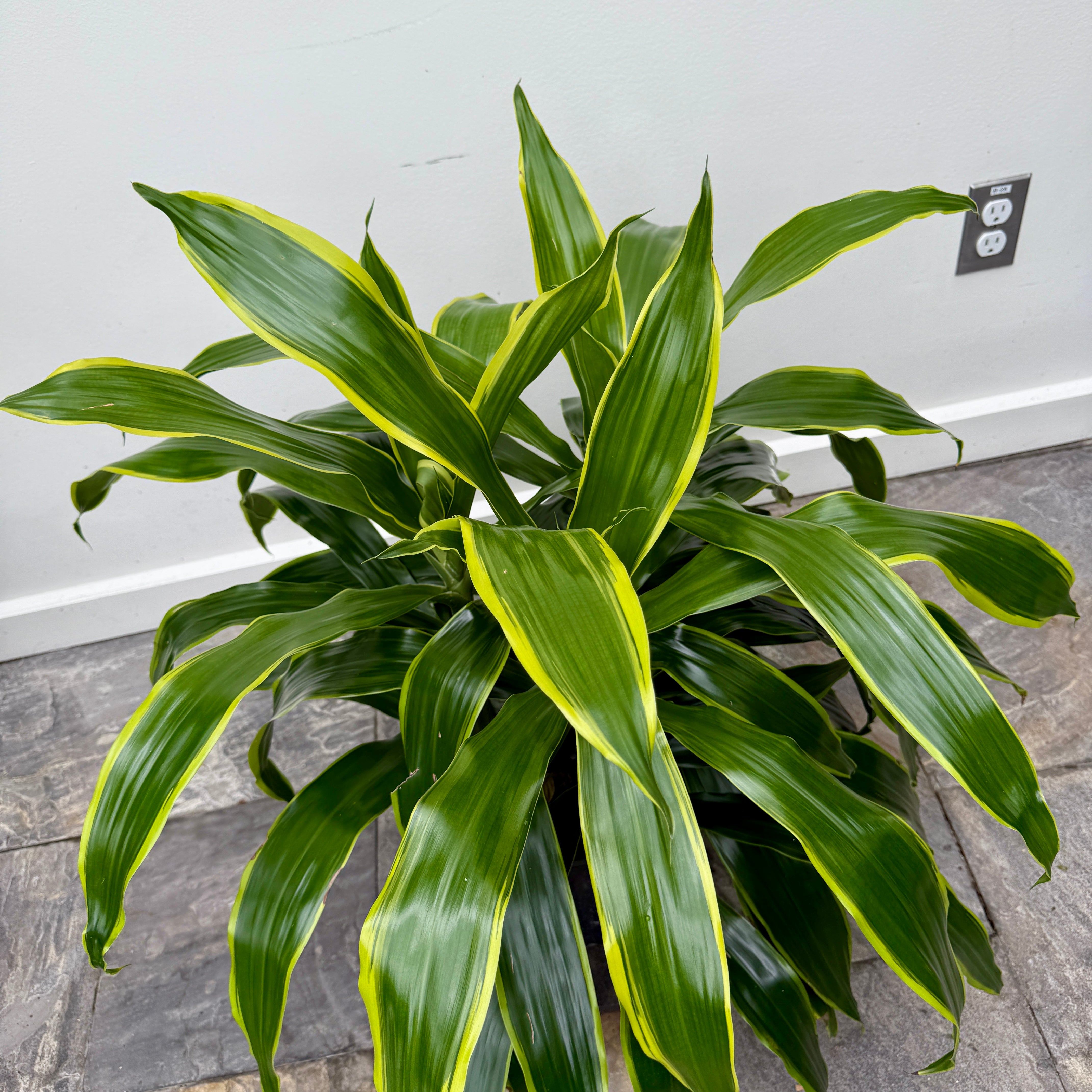 Dracaena 'Art Carmen' (Dracaena deremensis 'Art Carmen') - 10" Pot - 3ppp
