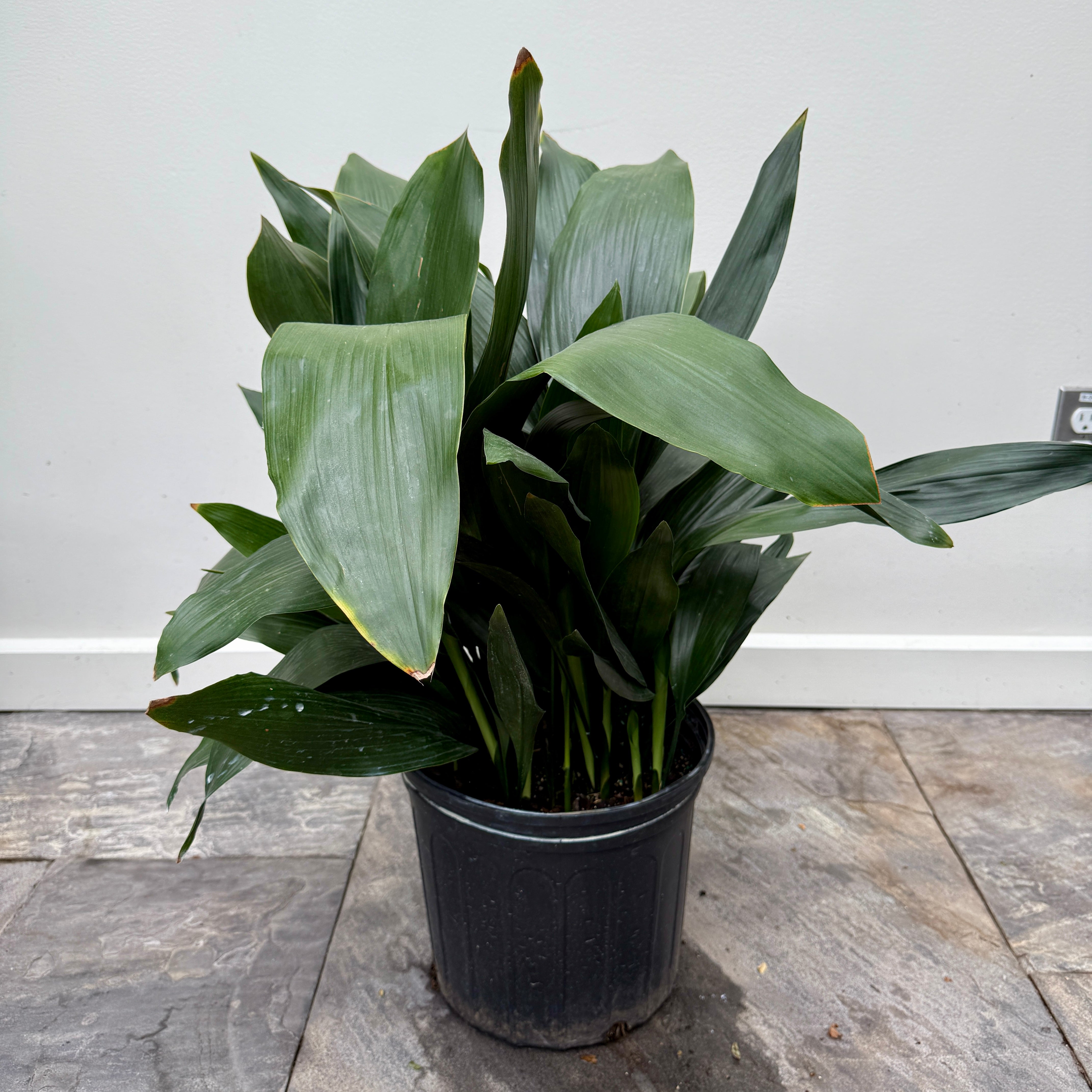 Cast Iron Plant (Aspidistra sp.) - 10" Pot