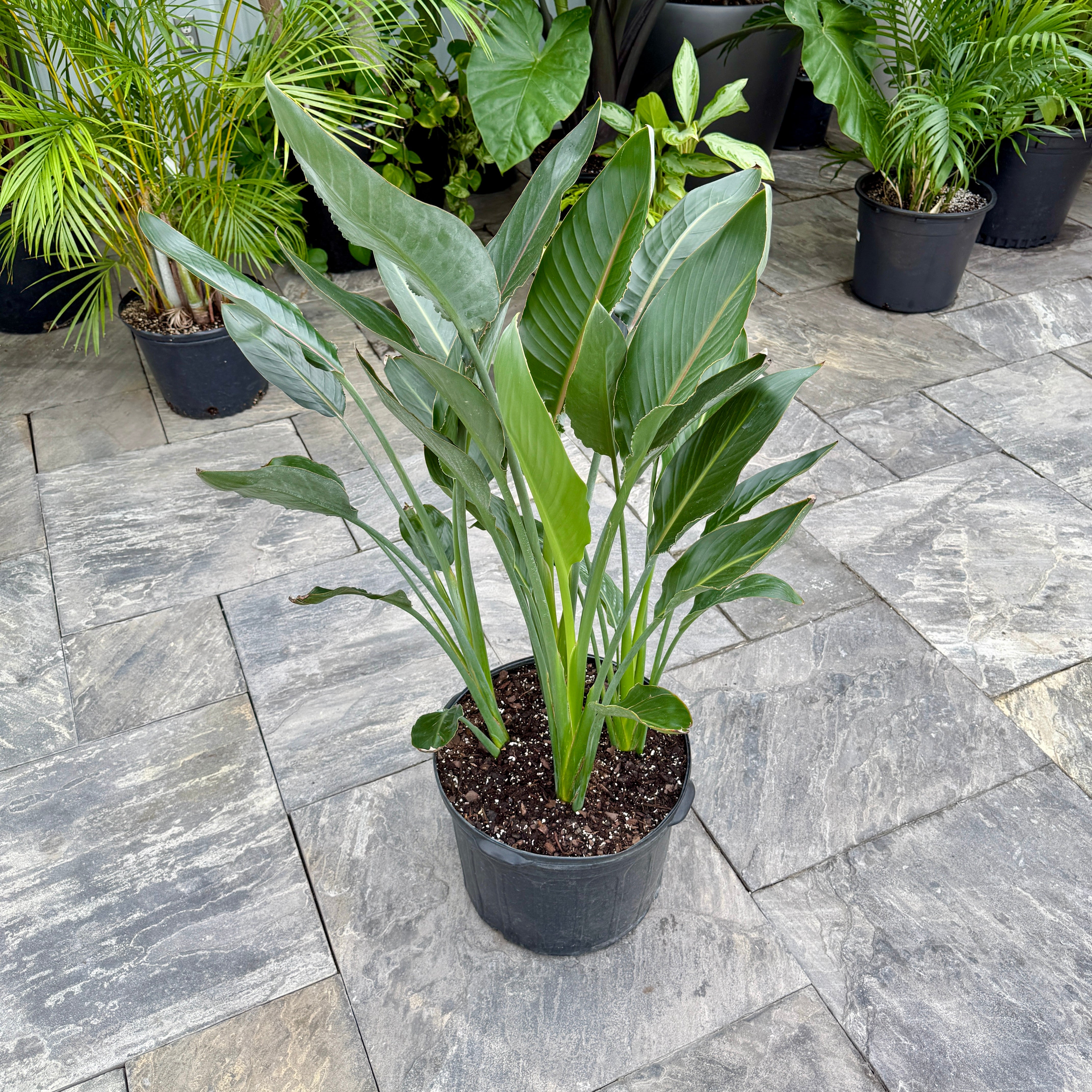 Bird of Paradise - Yellow (Strelizia reginae - Yellow) - 14" Pot - 4ppp