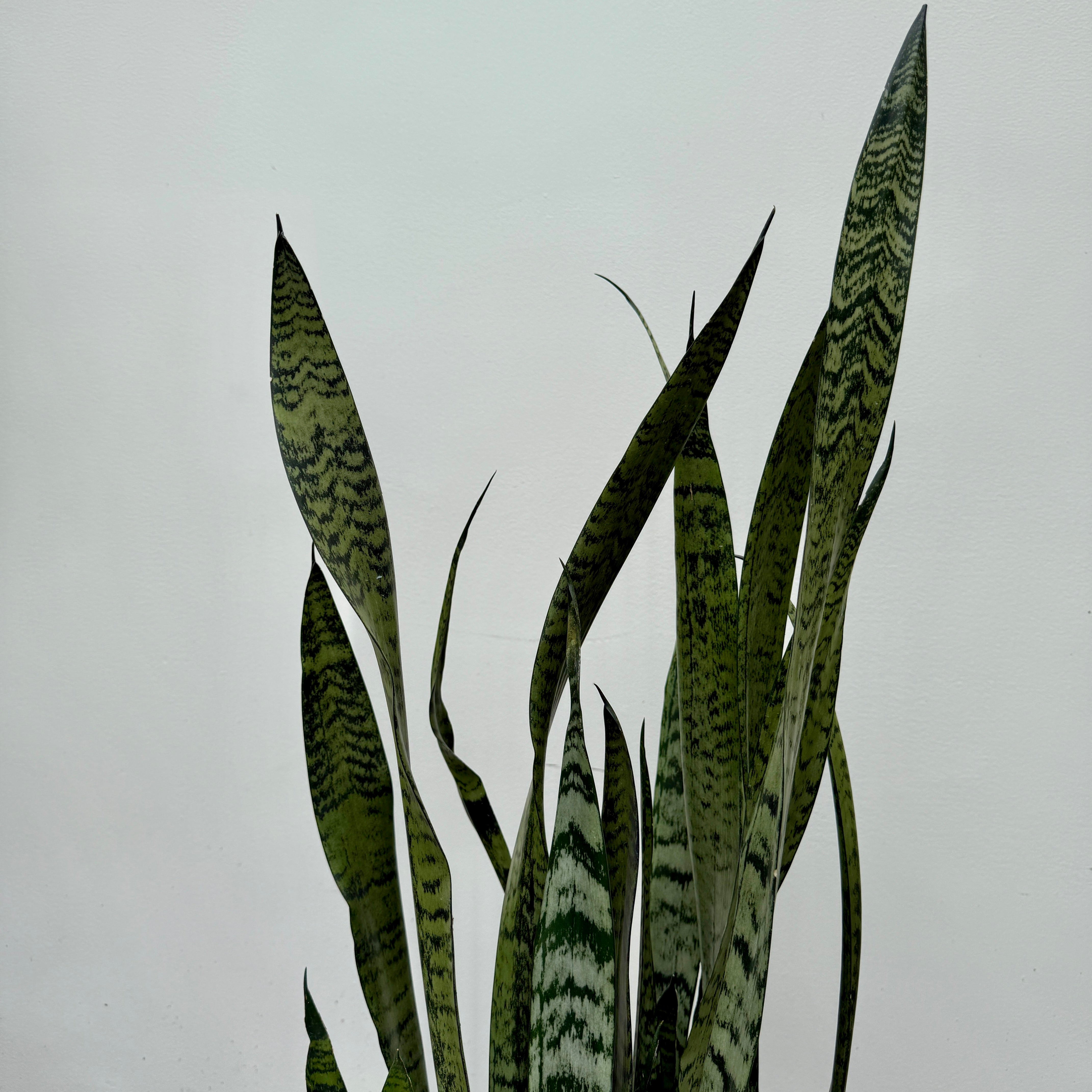 Snake Plant ' Zeylanica' (Dracaena trifasciata zeylanica) - 10" Pot