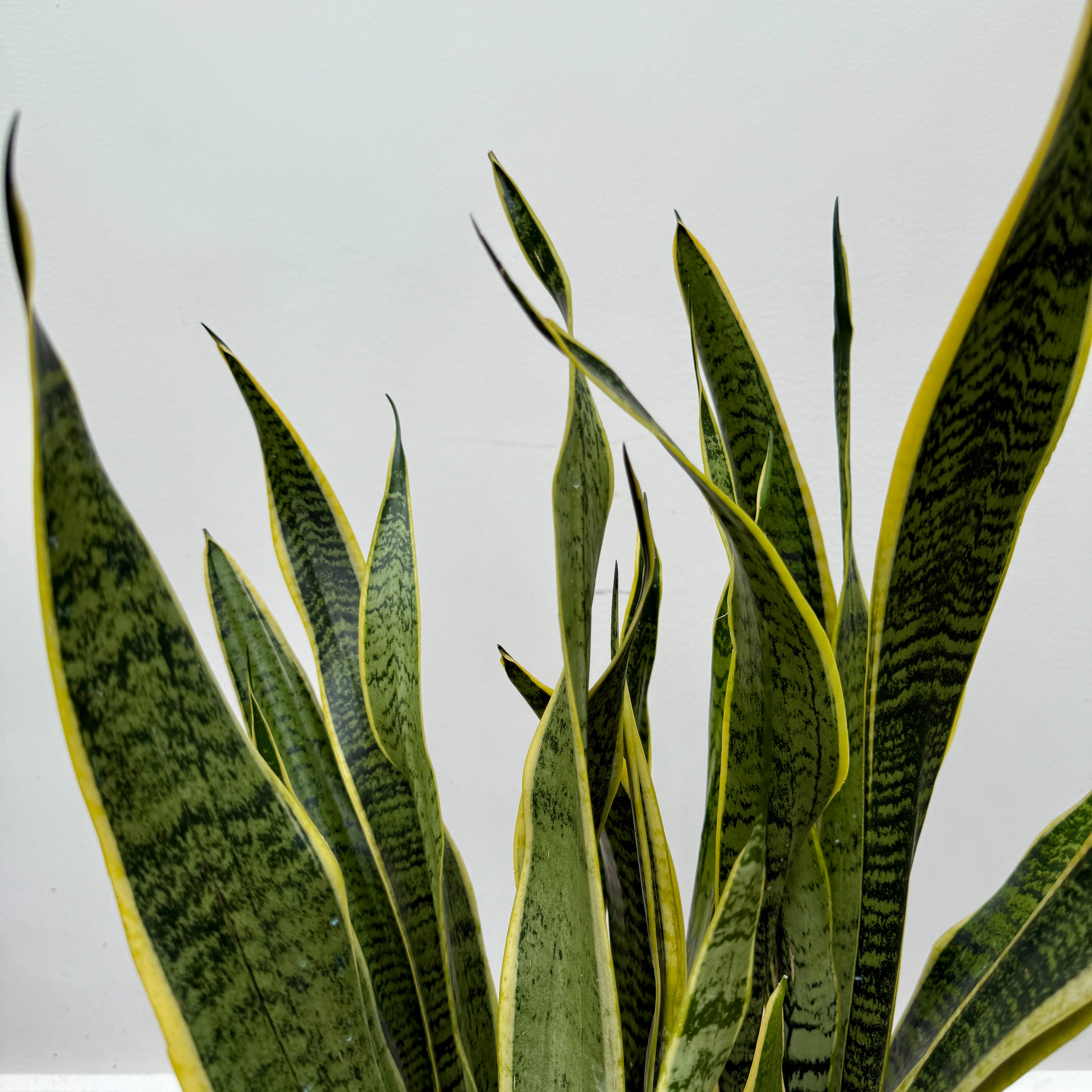Snake Plant 'Laurentii' (Dracaena trifasciata 'Laurentii') - 10" Pot