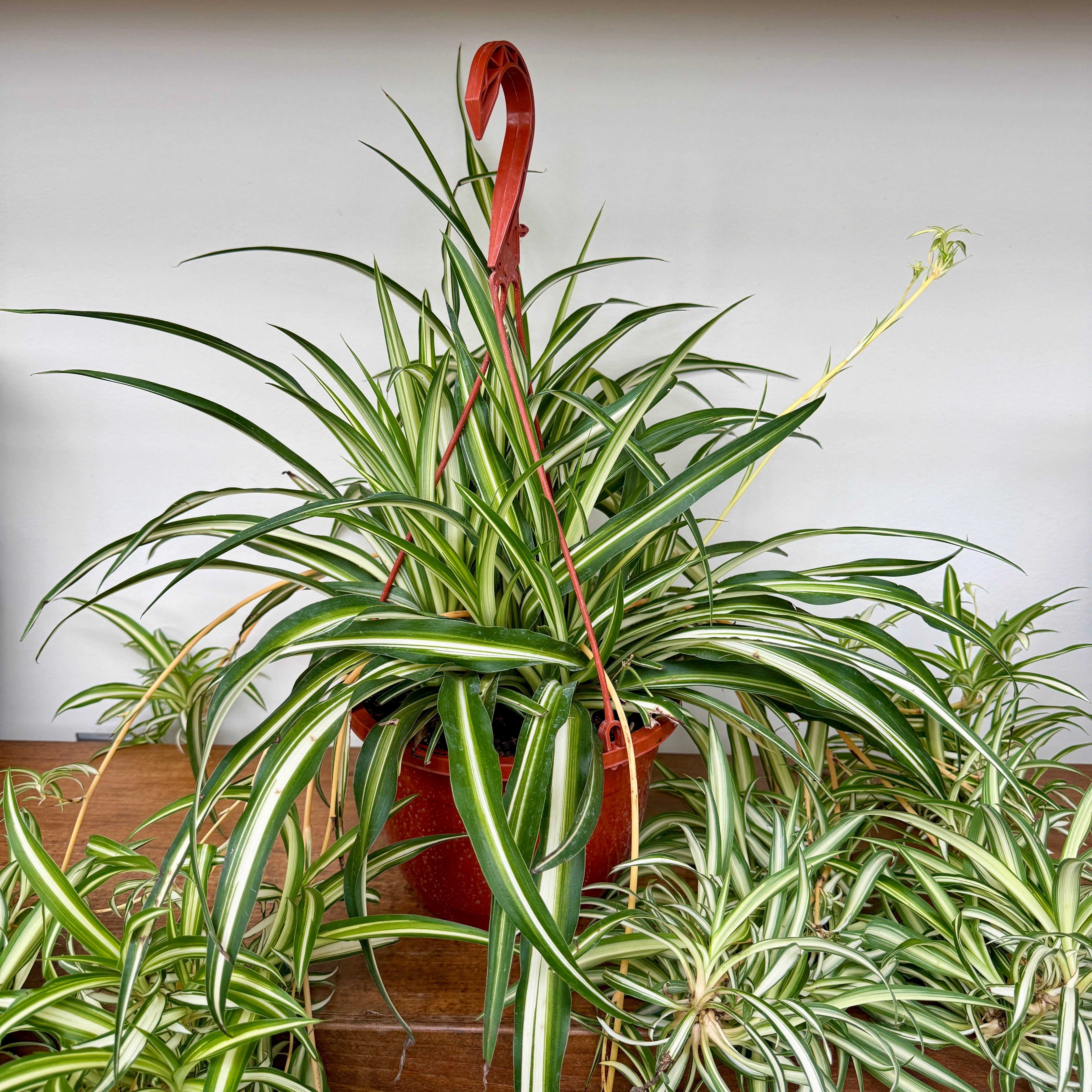 Spider Plant (Chlorophytum comosum) - 8" Pot HB