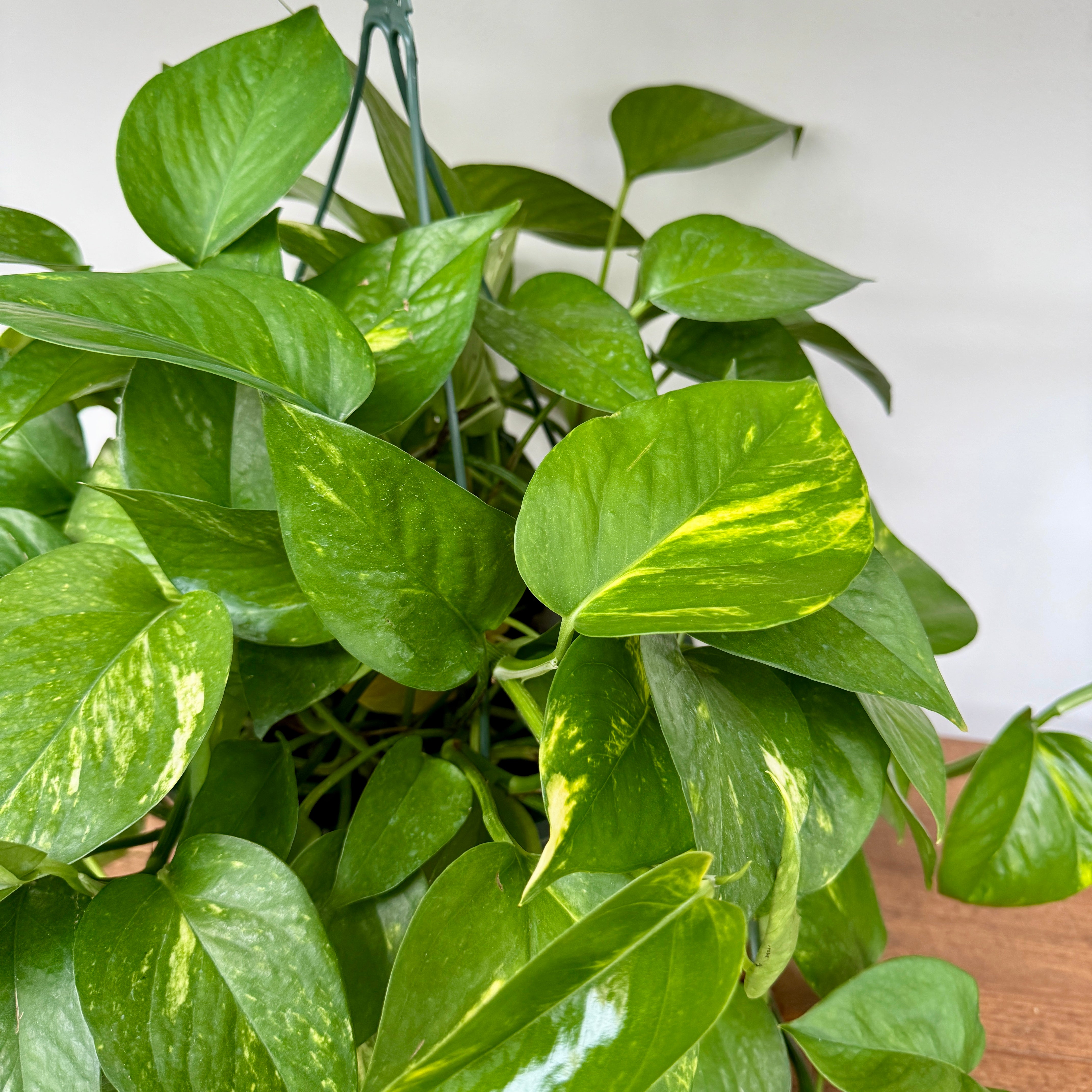 Golden Pothos (Epipremnum aureum) - 10" HB