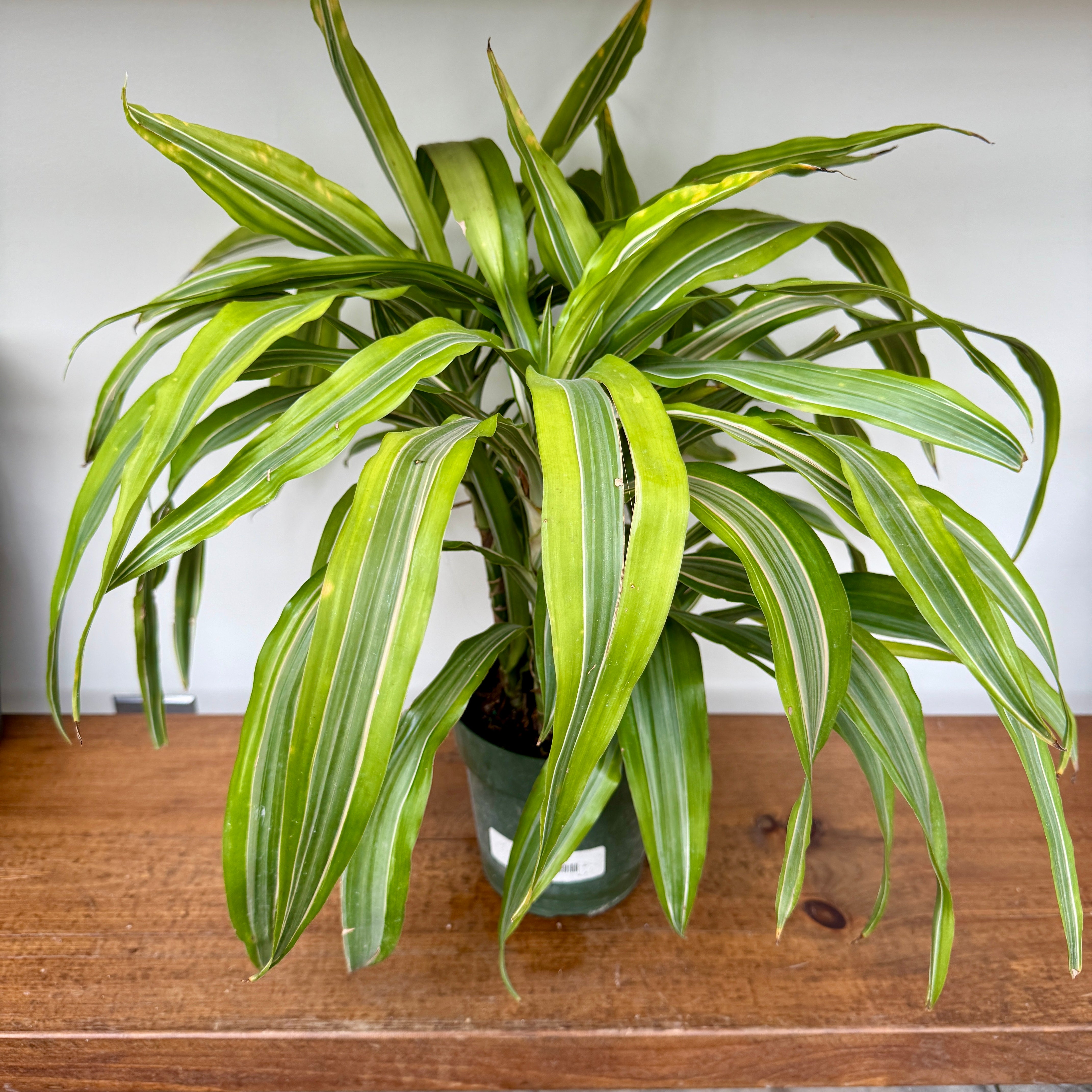Dracaena Warneckii 'Lemon-Lime' (Dracaena warneckii 'Lemon Lime') - 6" Pot