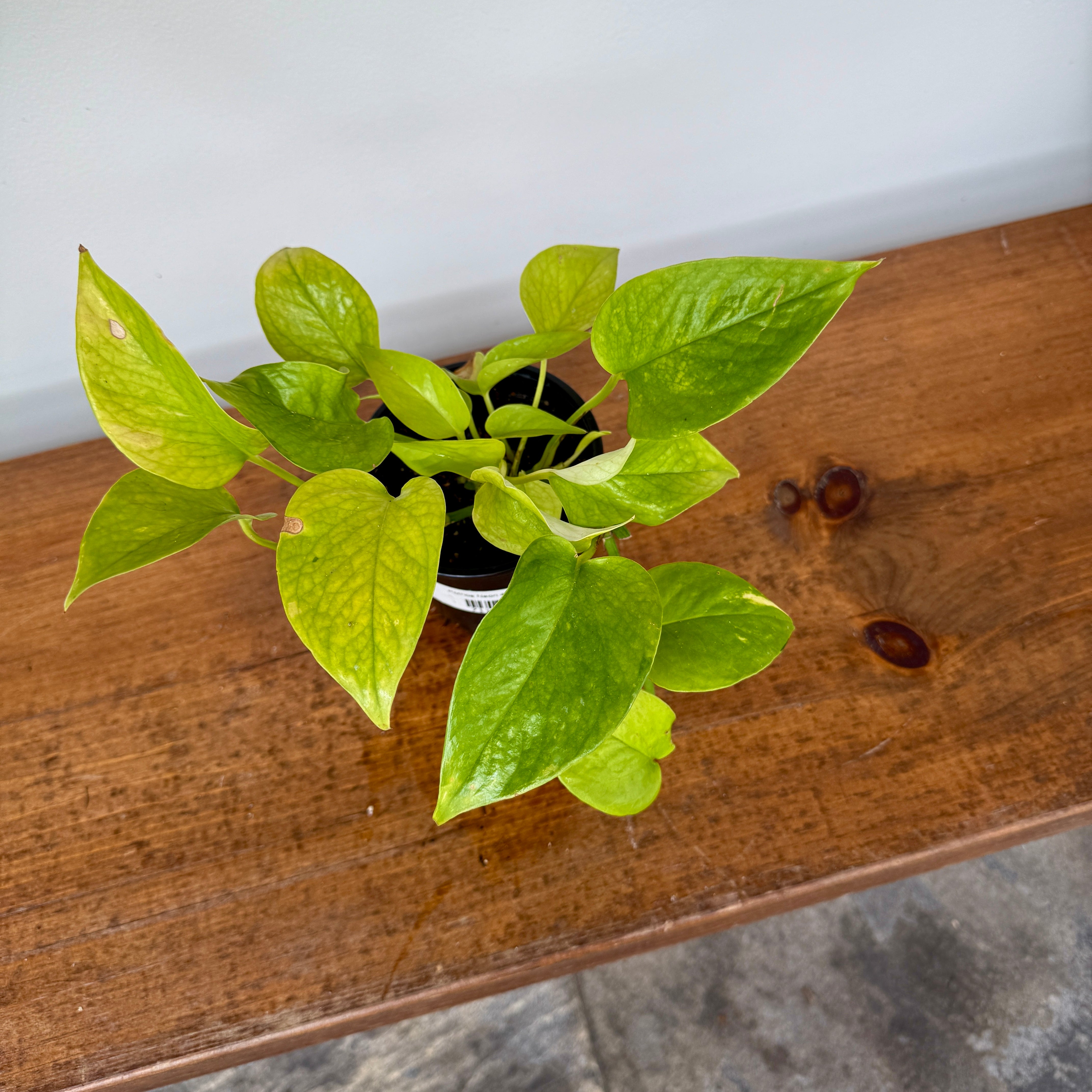 Neon Pothos (Epipremnum aureum 'Neon') - 4" Pot