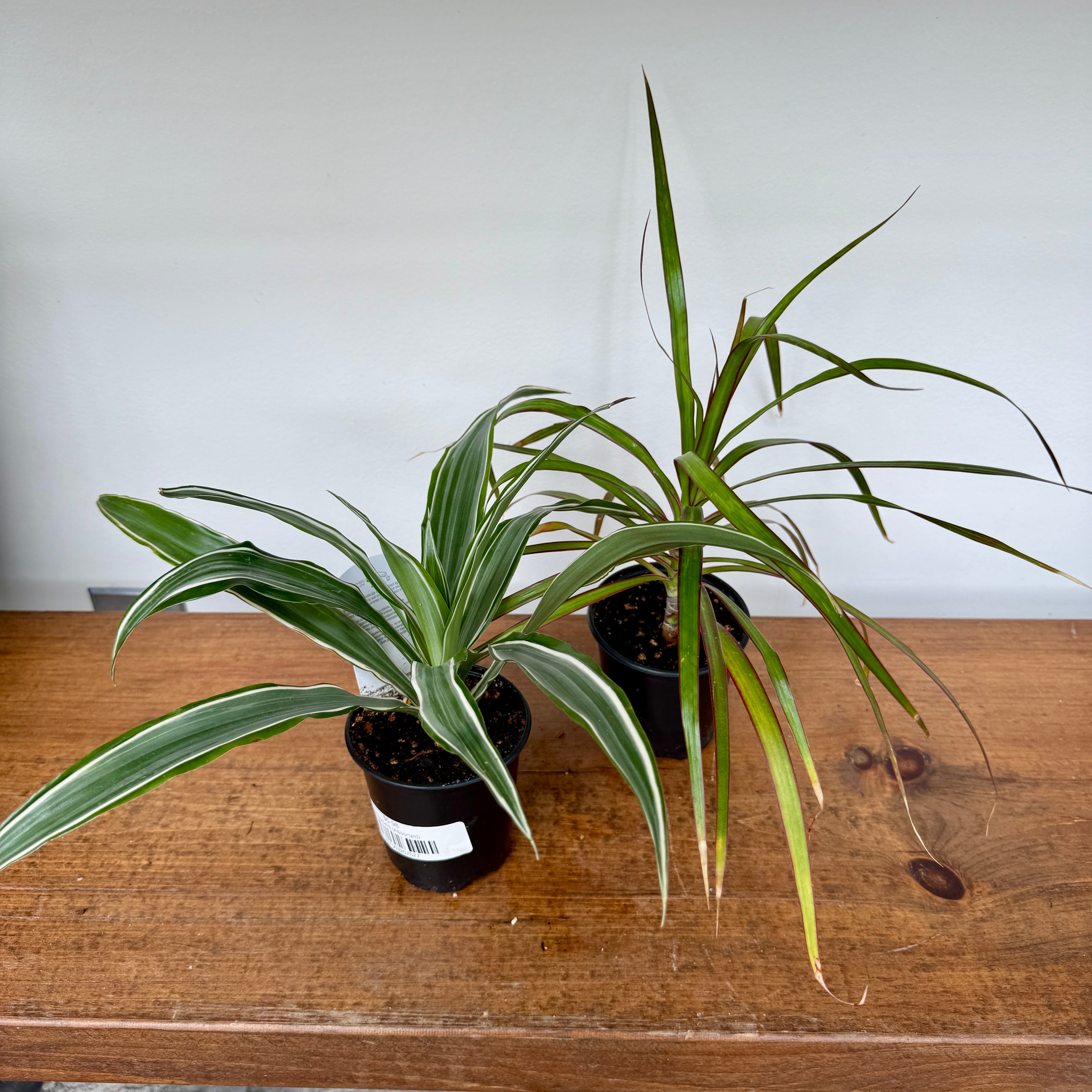 Tropicals - Assorted (Tropicals - Assorted) - 3" Pot