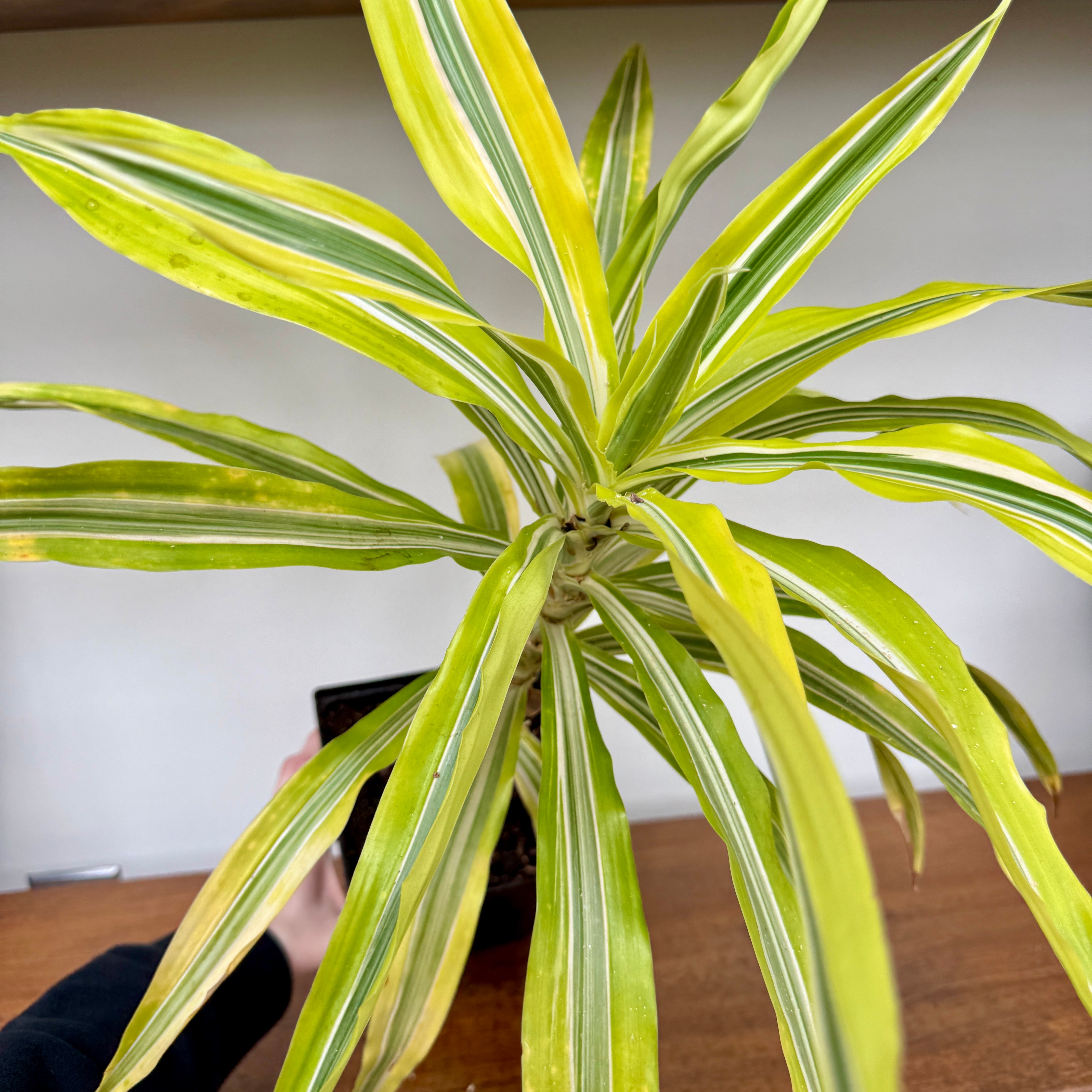 Dracaena 'Lemon Lime' (Dracaena deremensis 'Lemon Lime') - 5" Pot