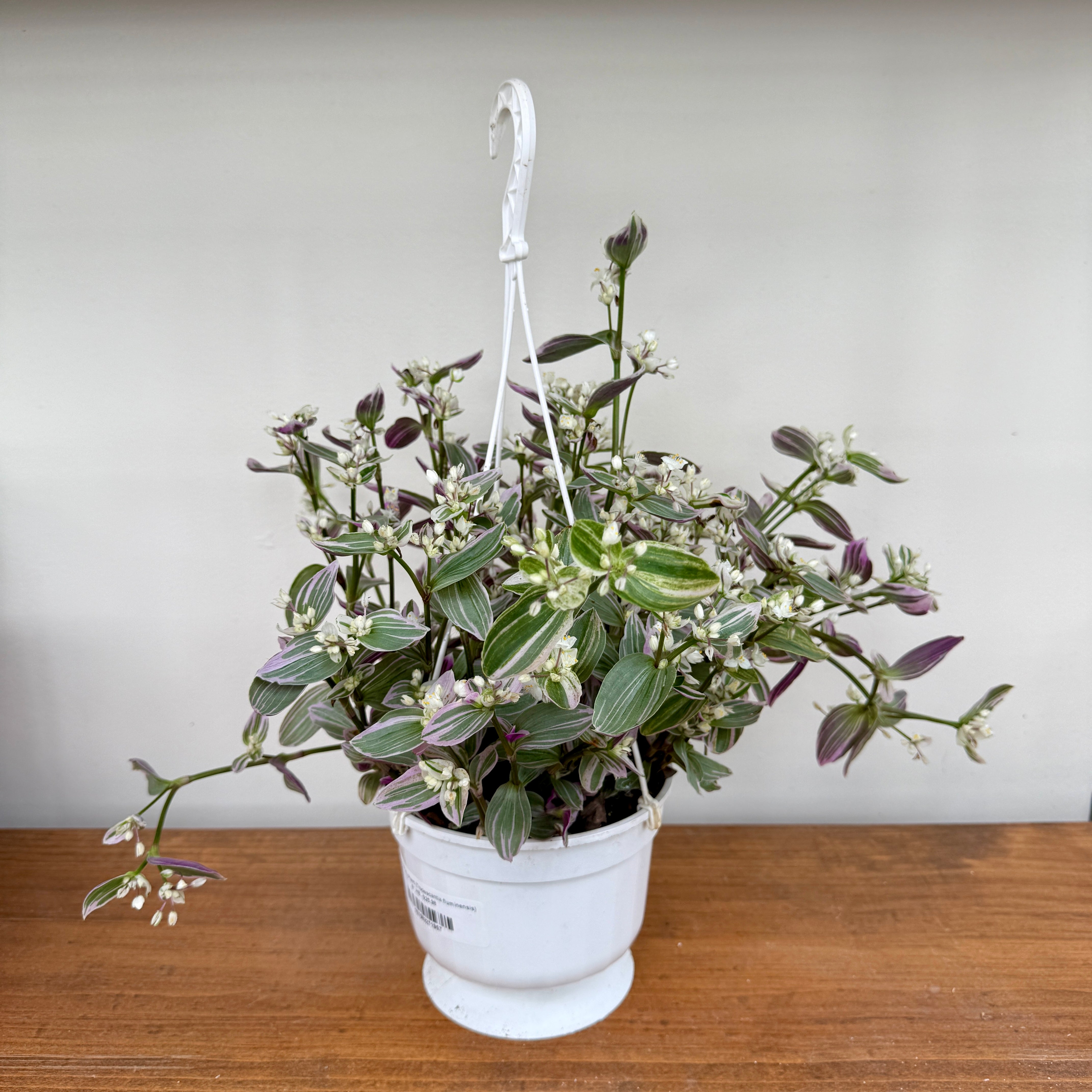 Feeling Flirty Plant (Tradescantia fluminensis) - 6" HB
