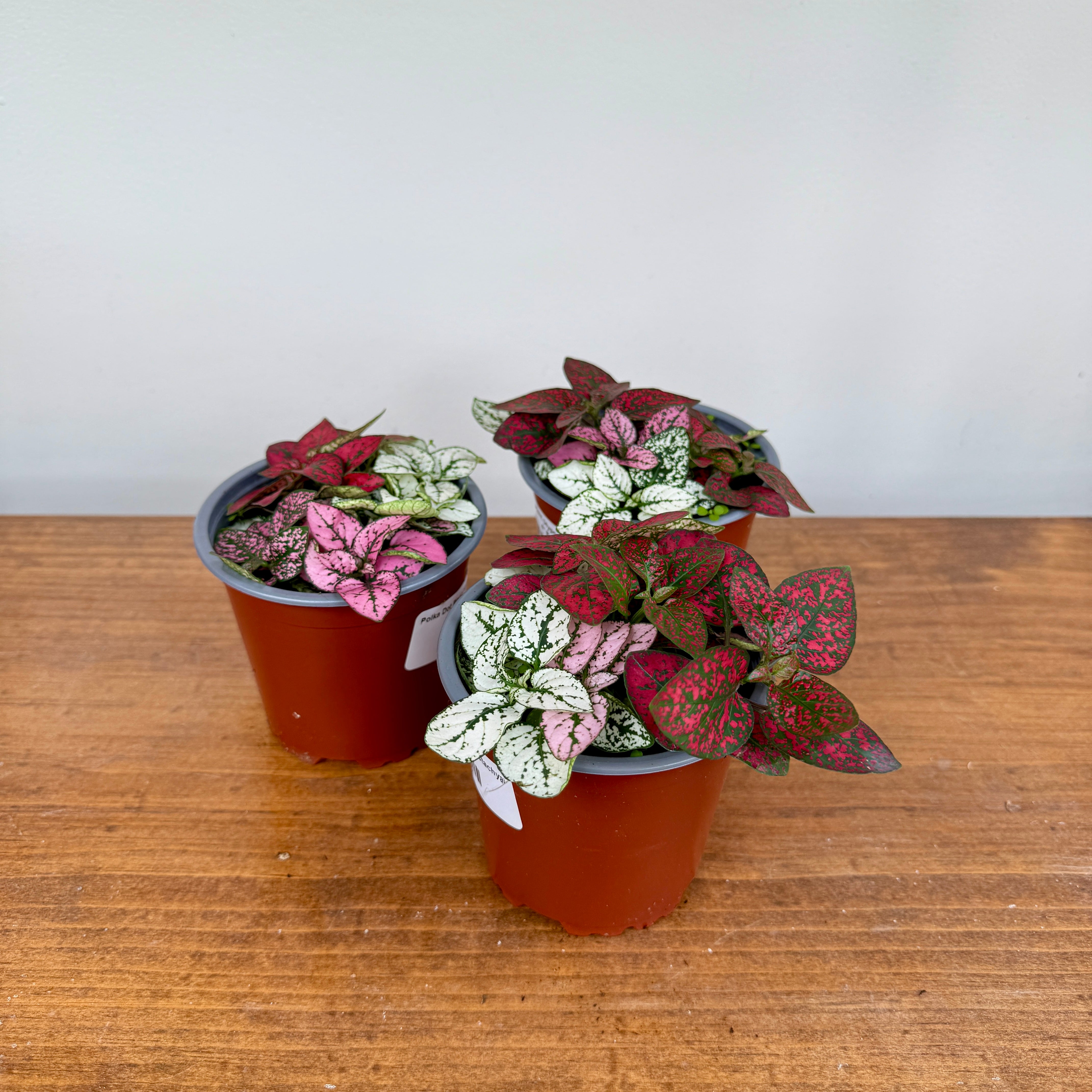 Polka Dot Plant - Assorted (Hypoestes phyllostachya - Assorted) - 4" Pot